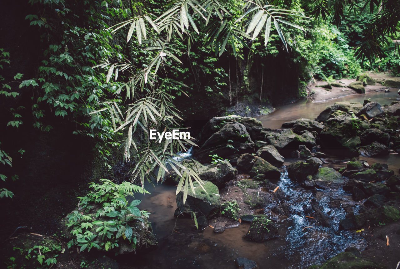 Trees growing in forest