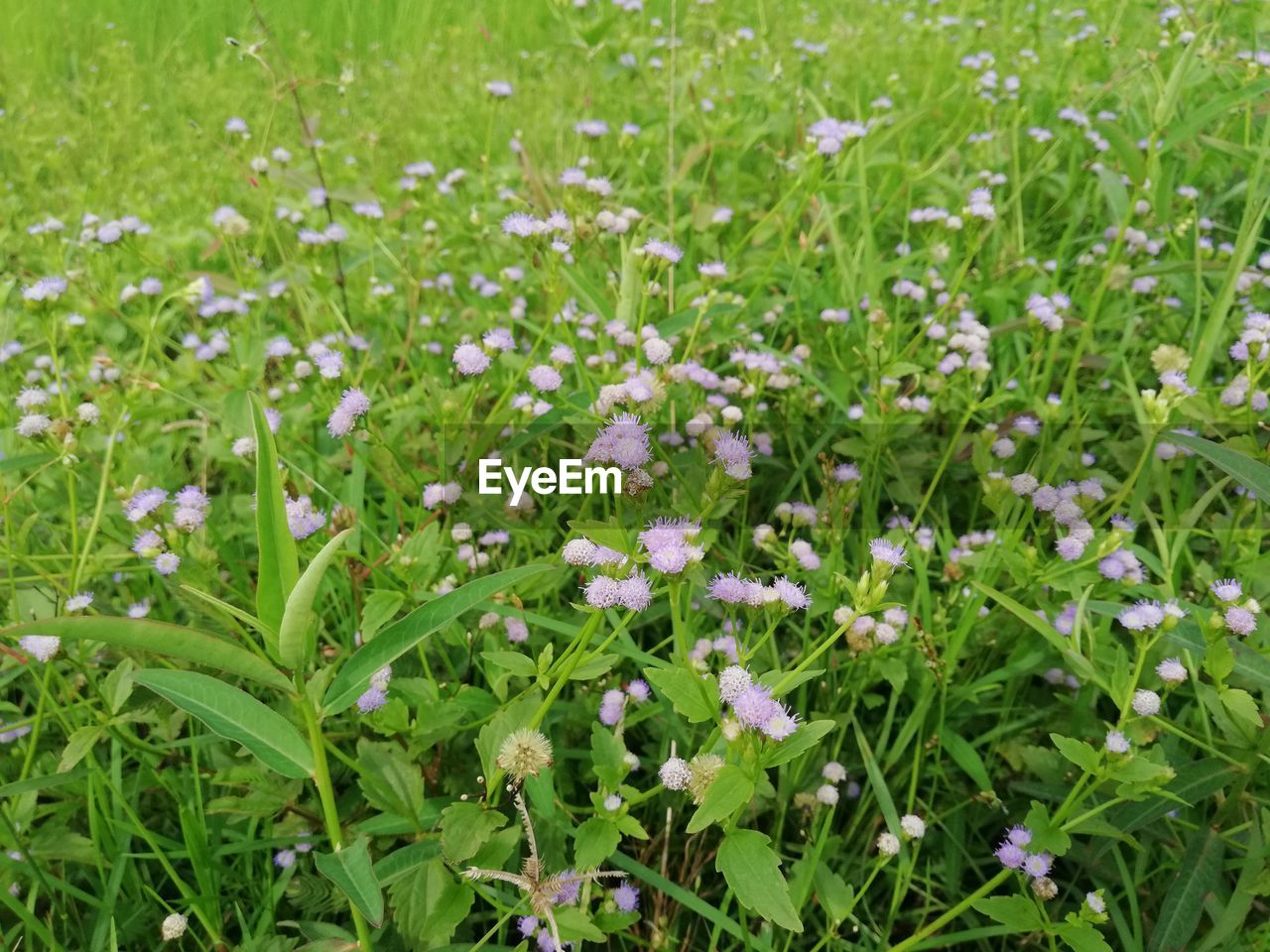 Close-up of white flowering plants on field