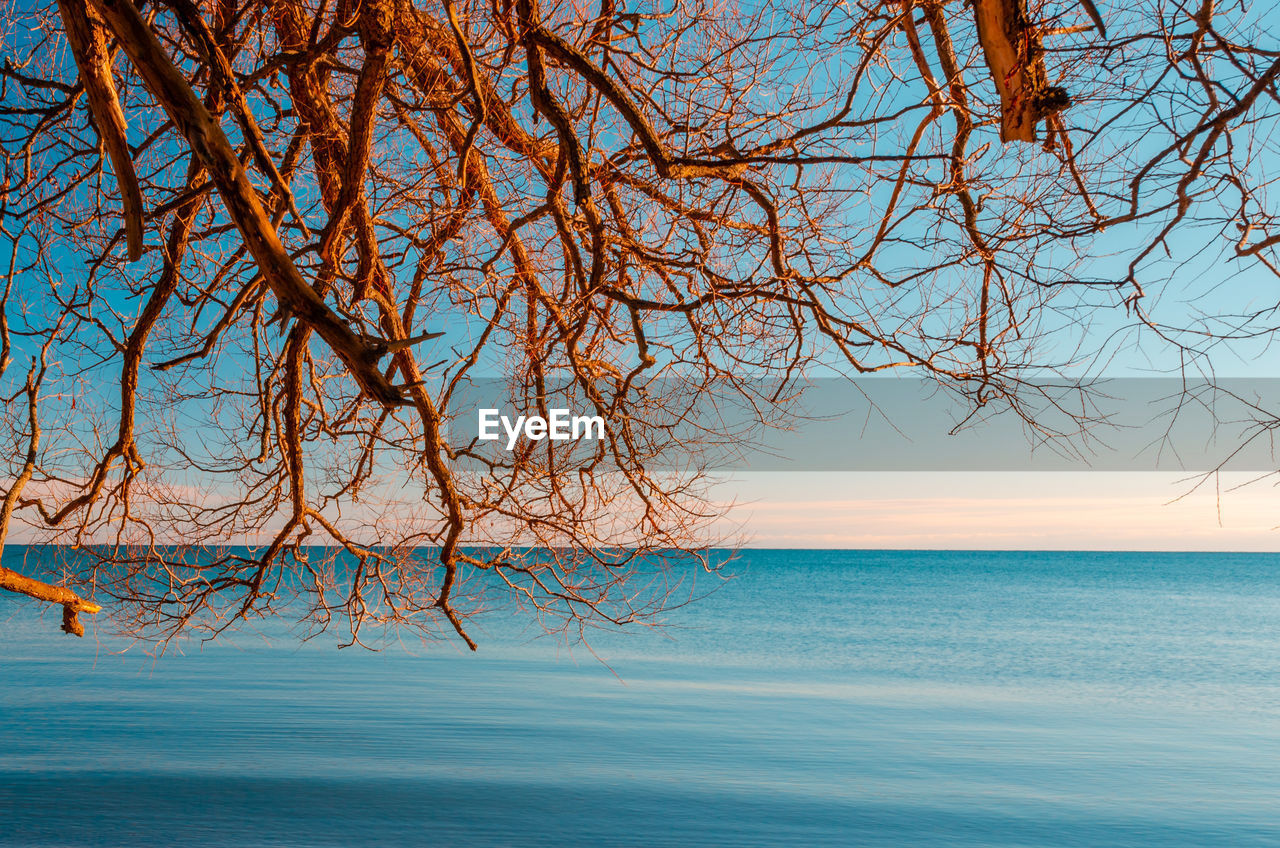 Bare tree by sea against clear sky