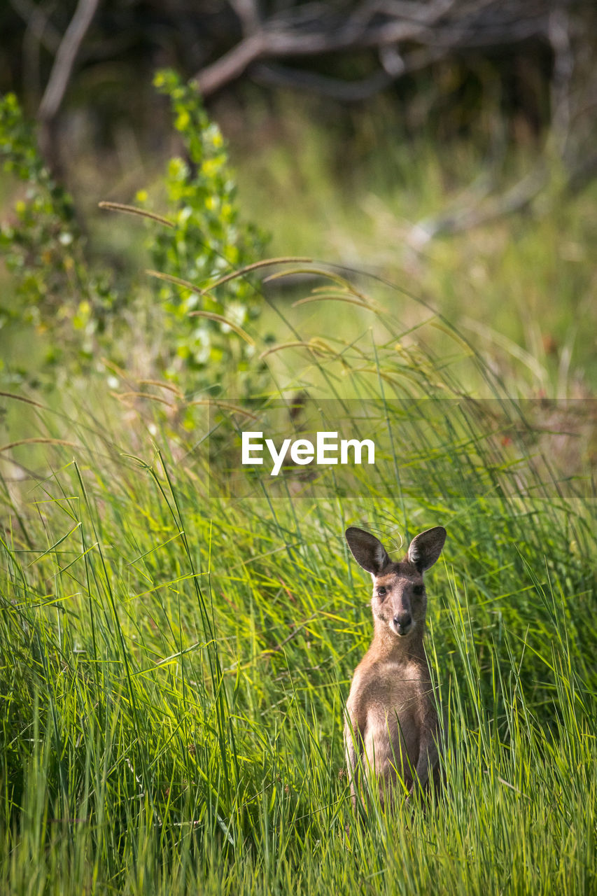 Portrait of kangaroo sitting on grass