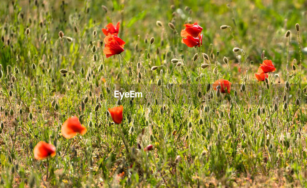 Close-up of red poppy flowers growing on field