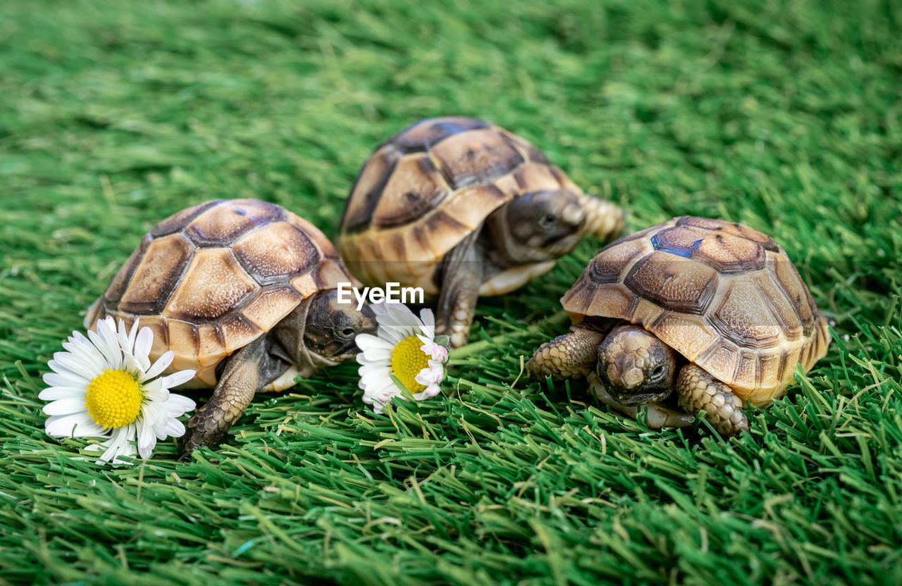 Close-up of three isolated young hermann turtles on a synthetic grass with daisies flowers 