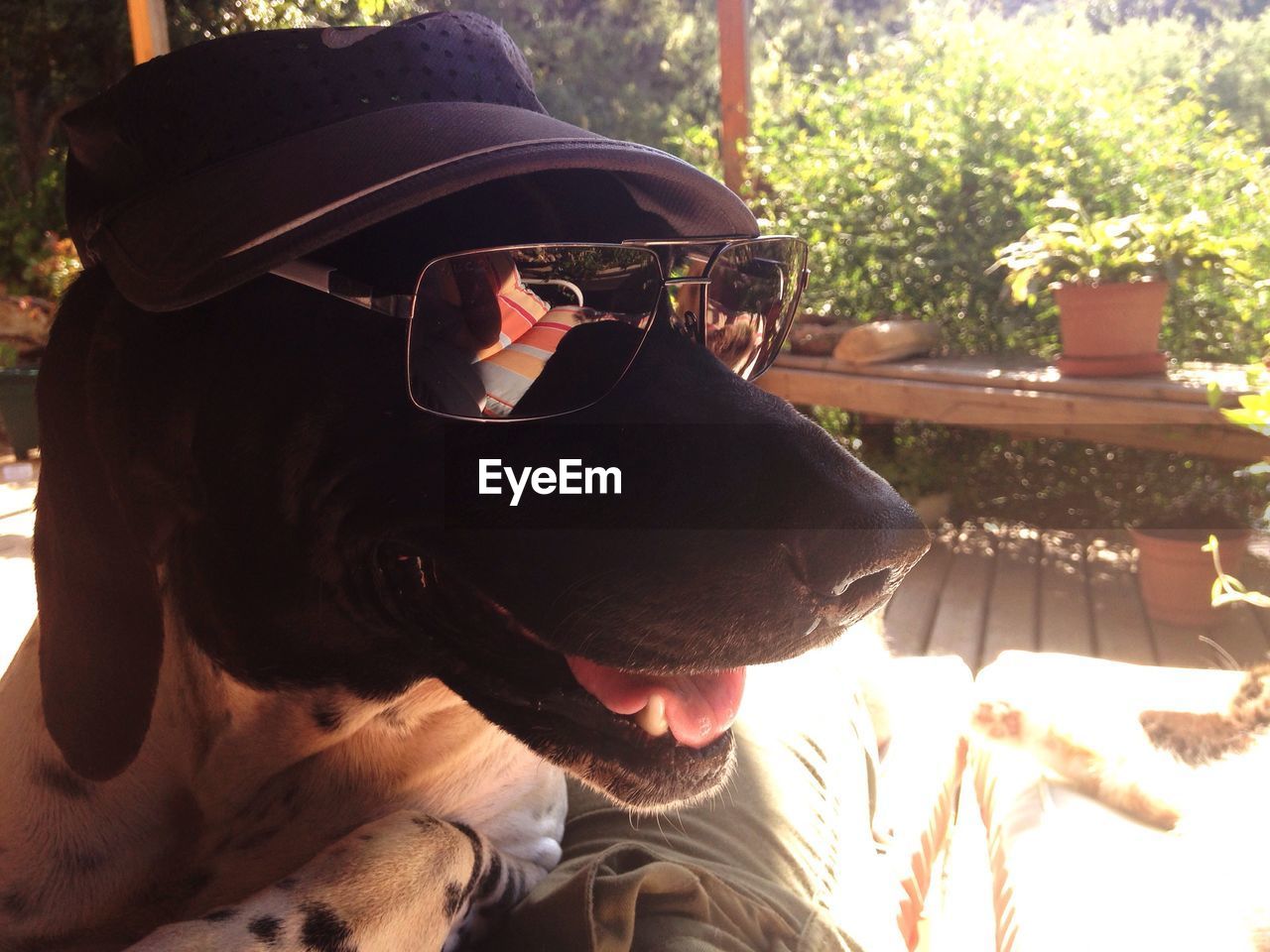 CLOSE-UP OF DOG SITTING ON BENCH