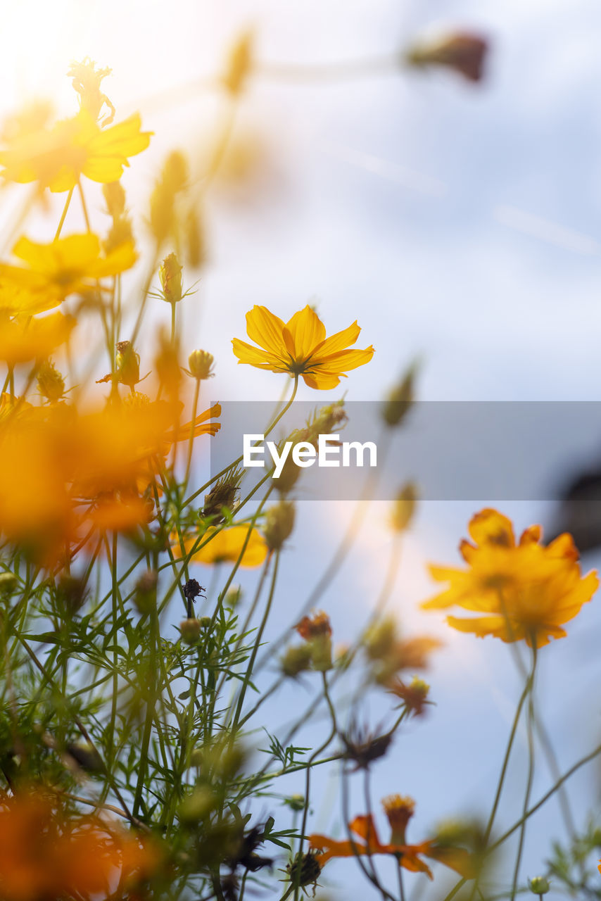 CLOSE-UP OF YELLOW FLOWERING PLANTS