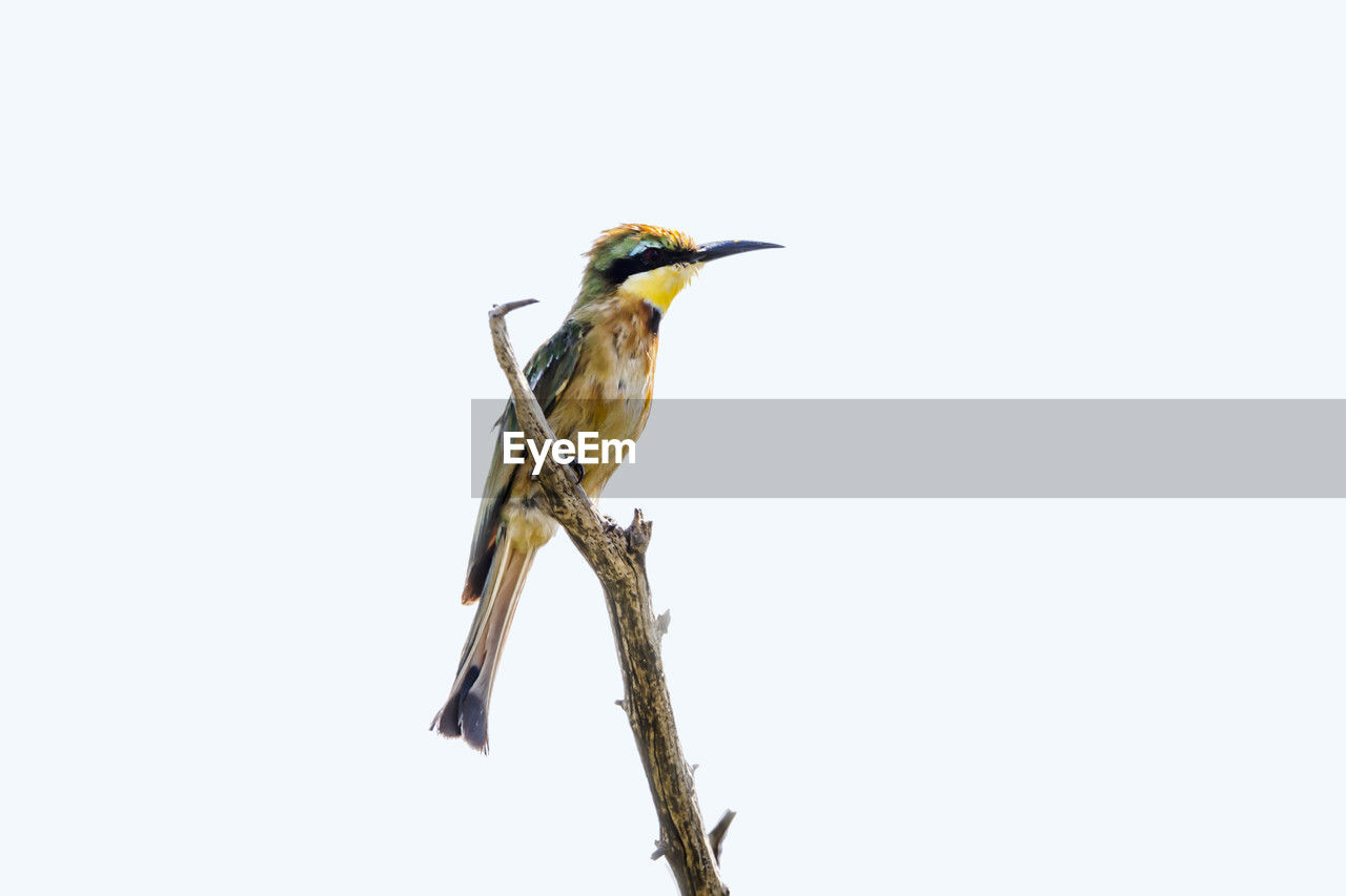 low angle view of bird perching on twig