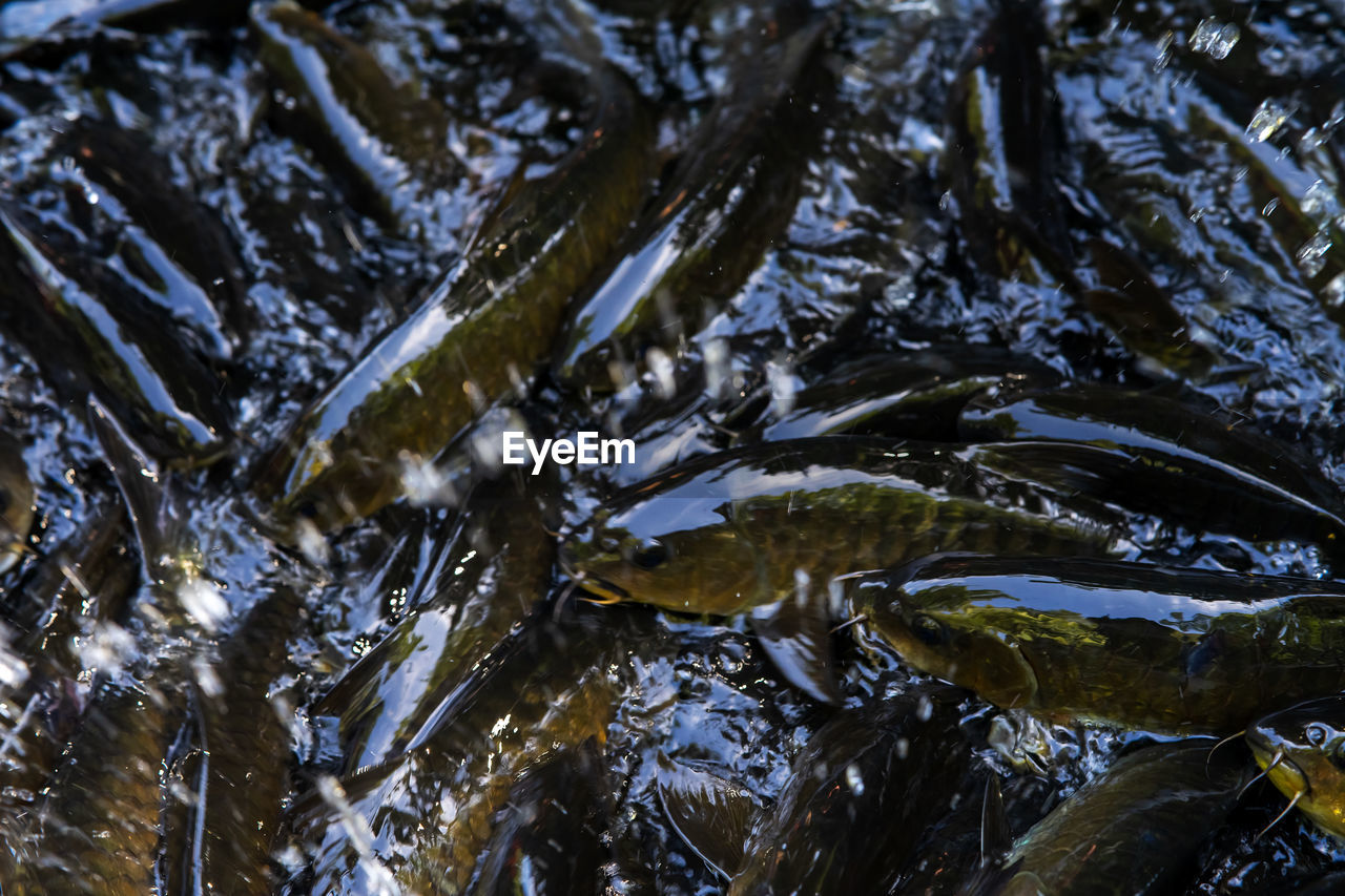 FULL FRAME SHOT OF FISH SWIMMING