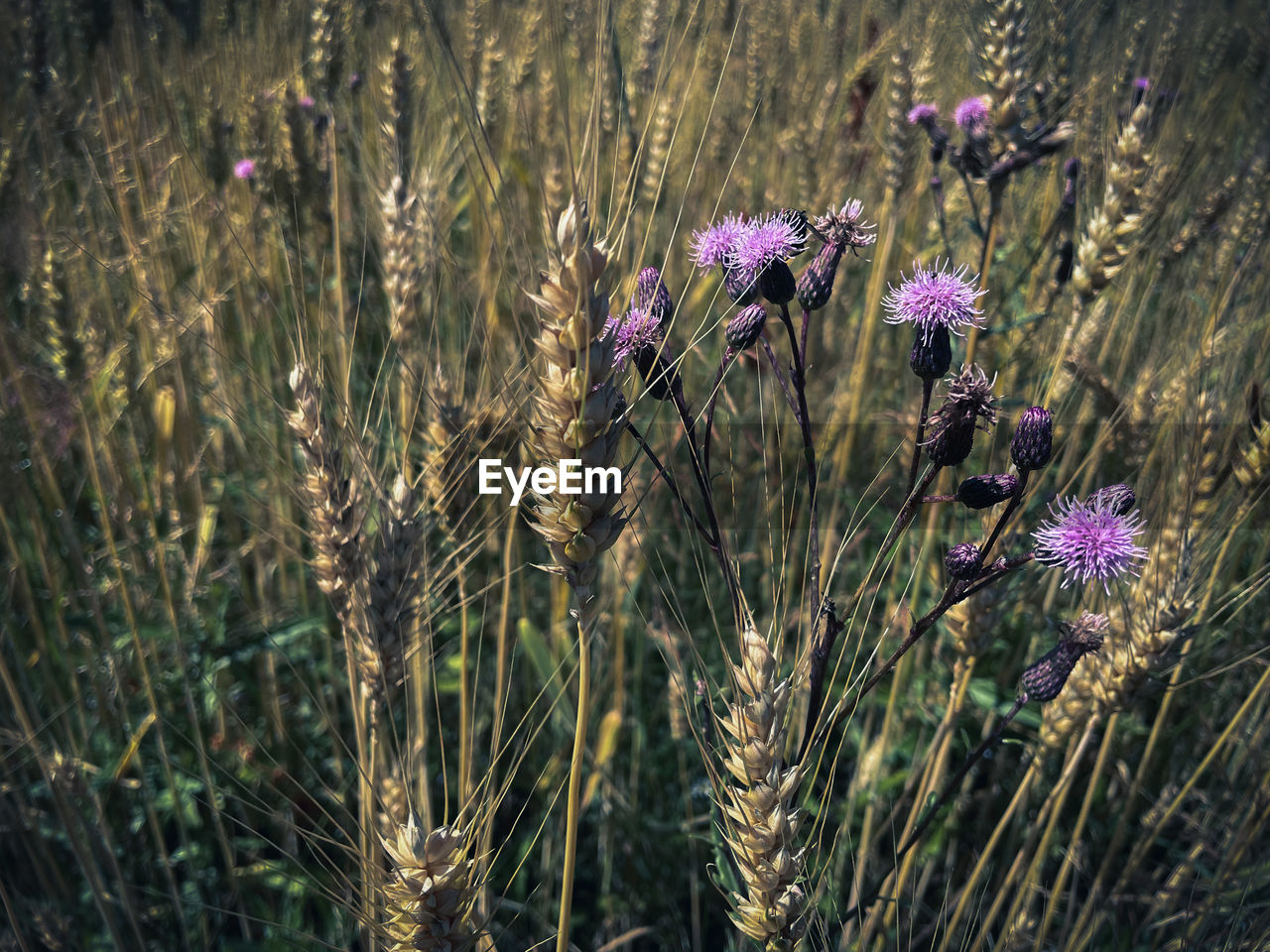 plant, flower, flowering plant, growth, grass, beauty in nature, nature, prairie, purple, land, field, freshness, lavender, no people, fragility, close-up, day, outdoors, meadow, sunlight, tranquility, focus on foreground, wildflower, plant stem, agriculture, flower head, botany, inflorescence, landscape