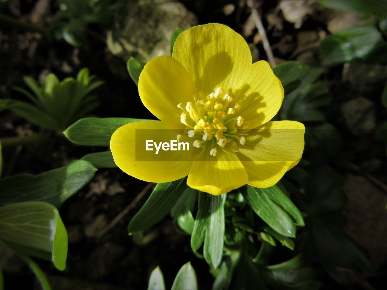 CLOSE-UP OF YELLOW FLOWER