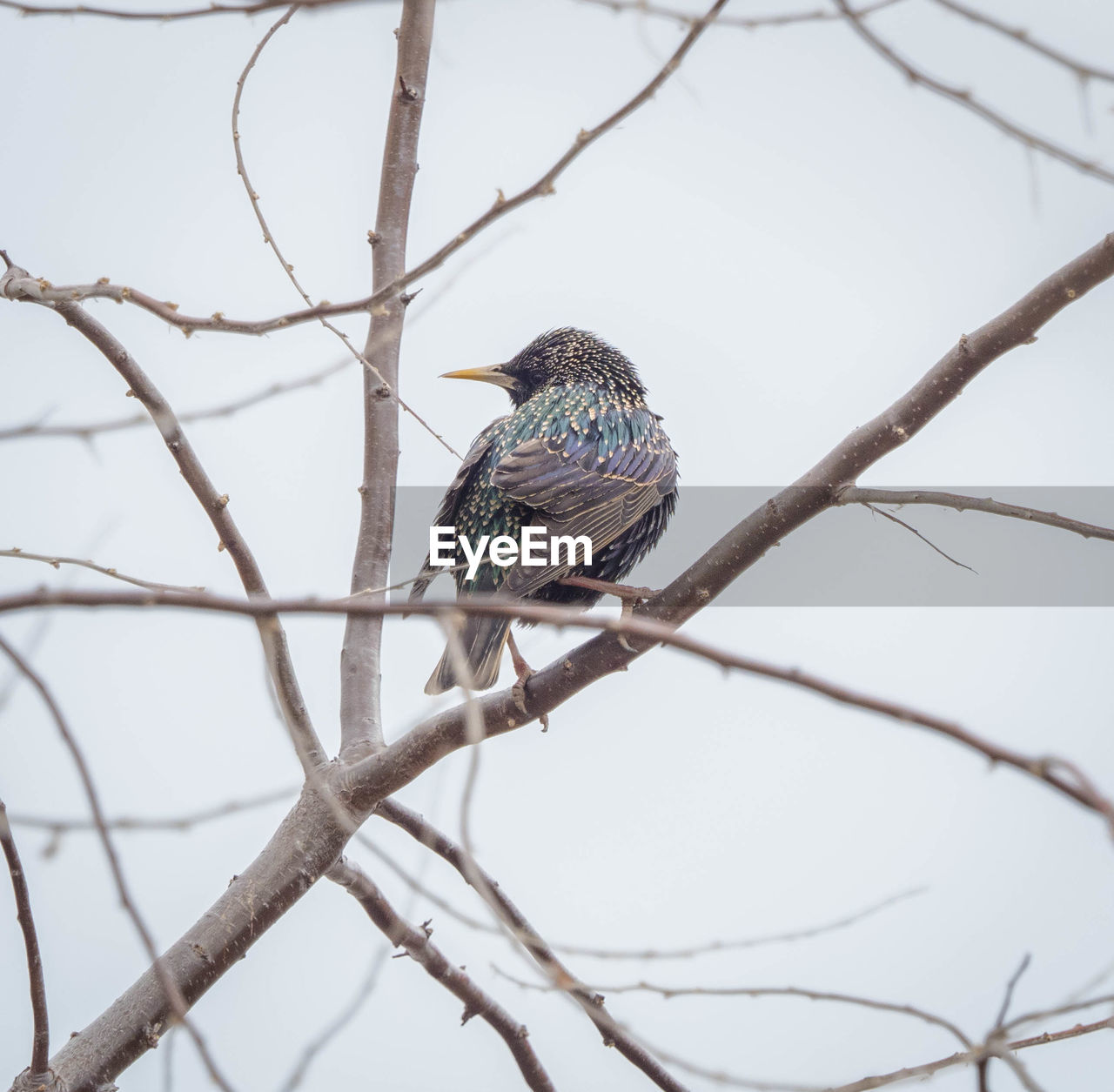 LOW ANGLE VIEW OF A BIRD PERCHING ON TREE