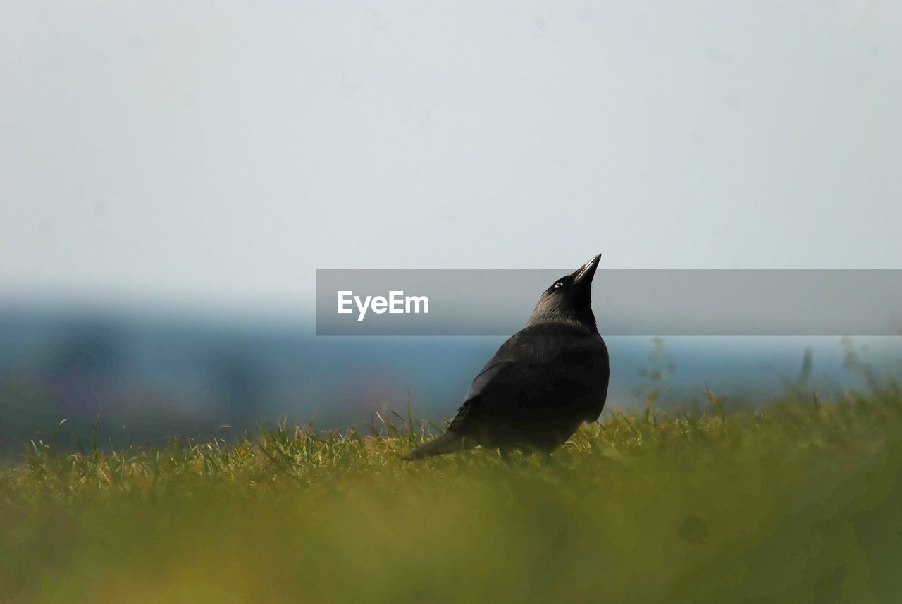 Bird on a field