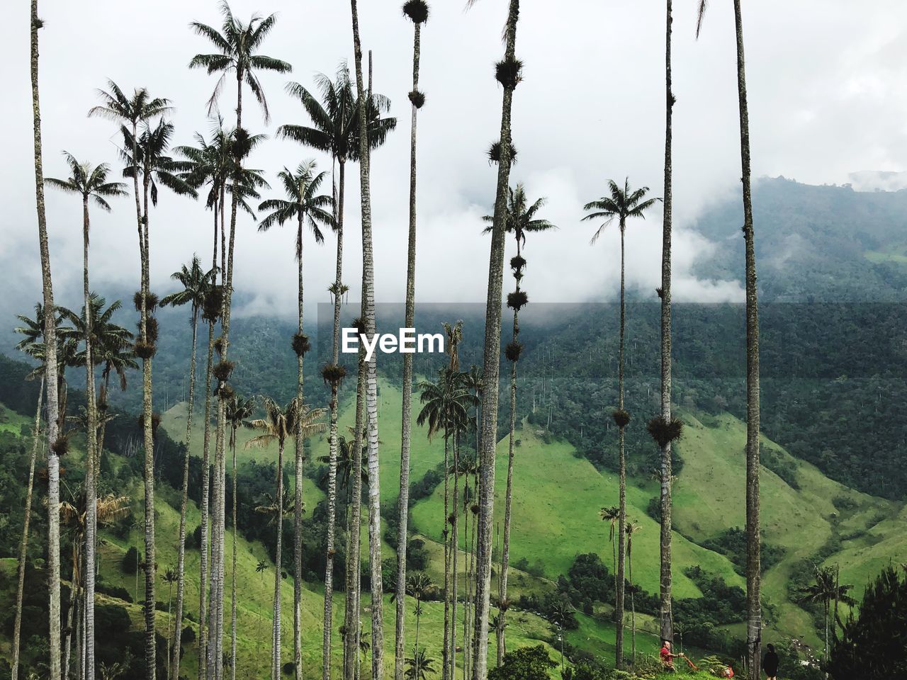 Plants growing on land against sky