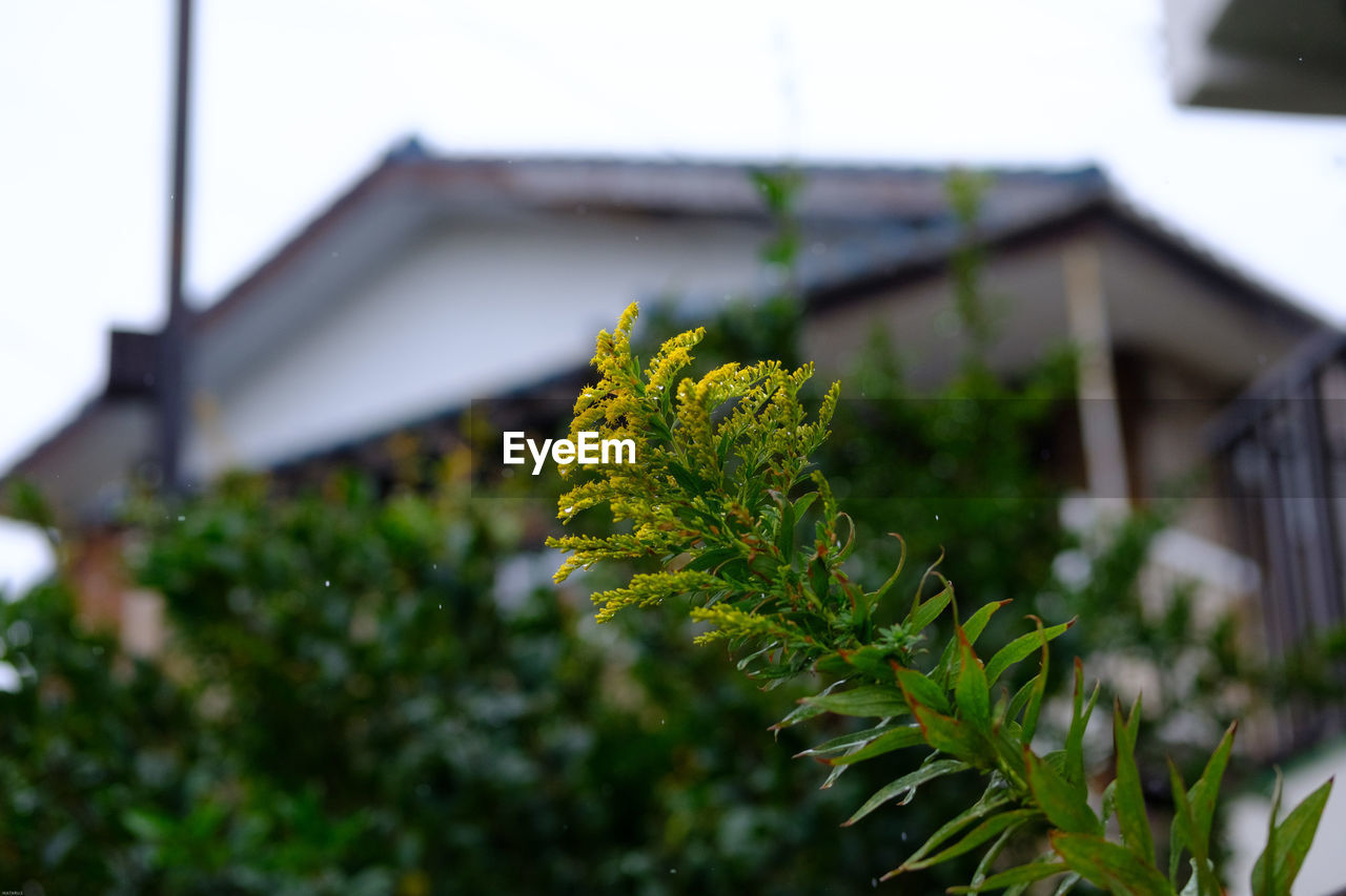 CLOSE-UP OF PLANT ON ROOF