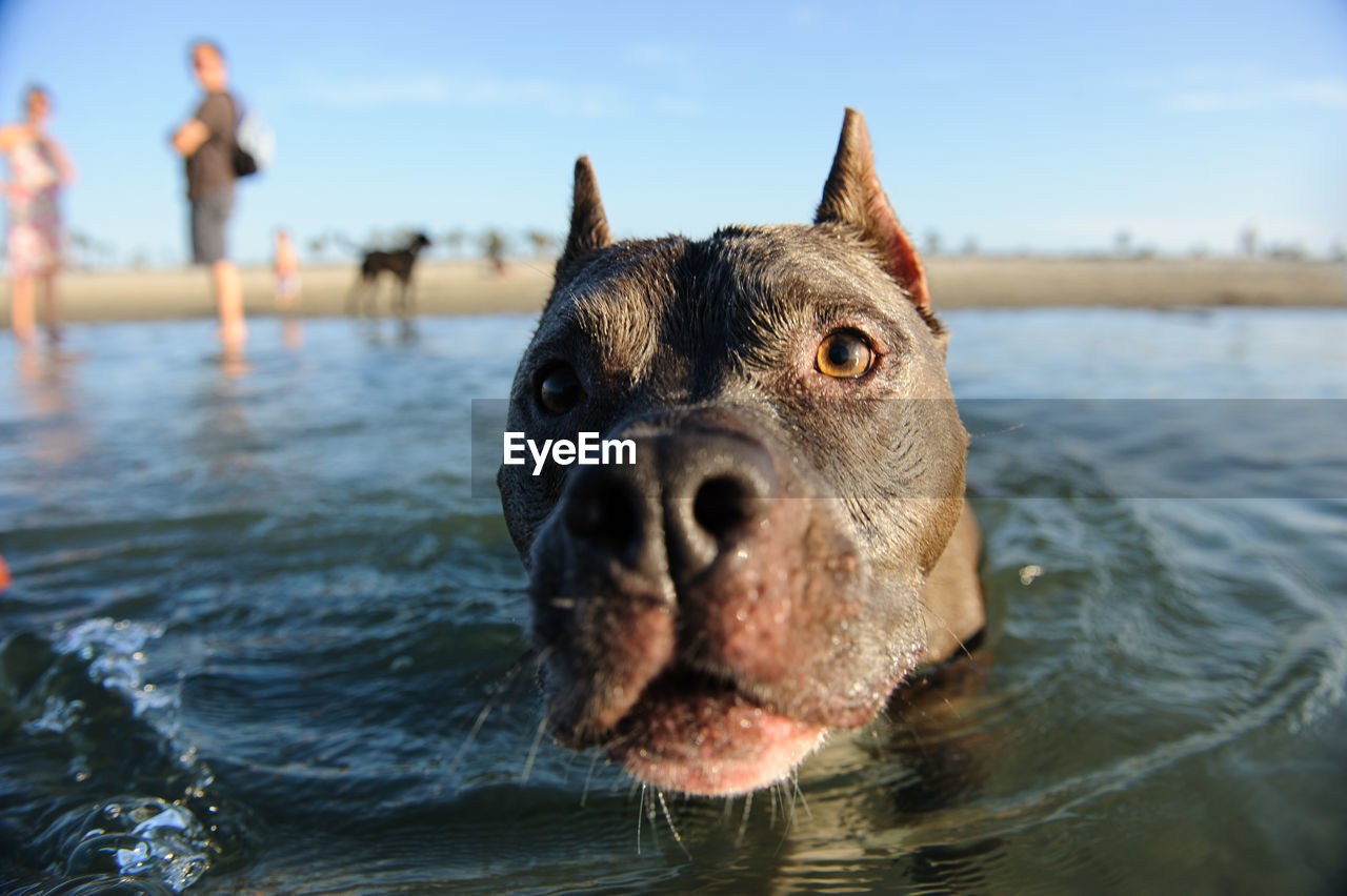 CLOSE-UP OF DOG IN SEA