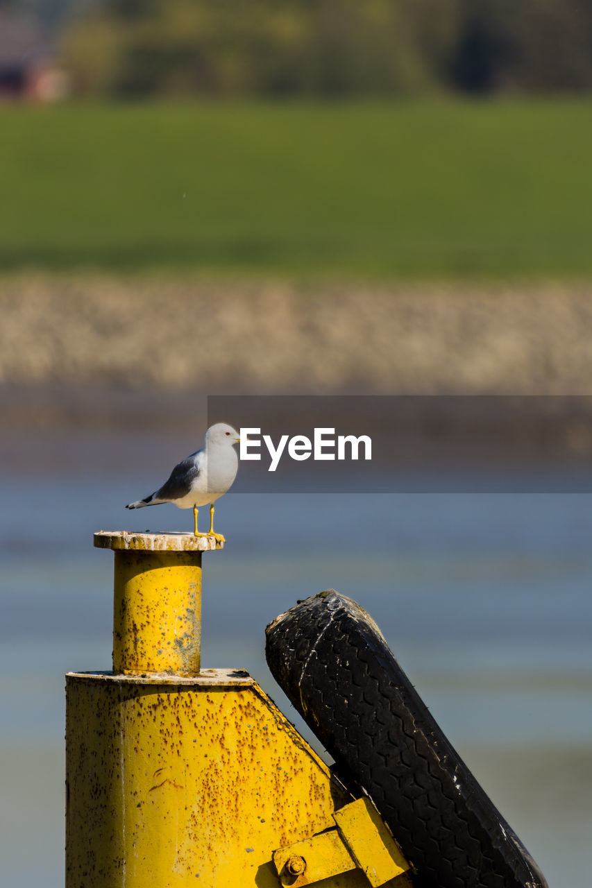 Seagull perching on a bird