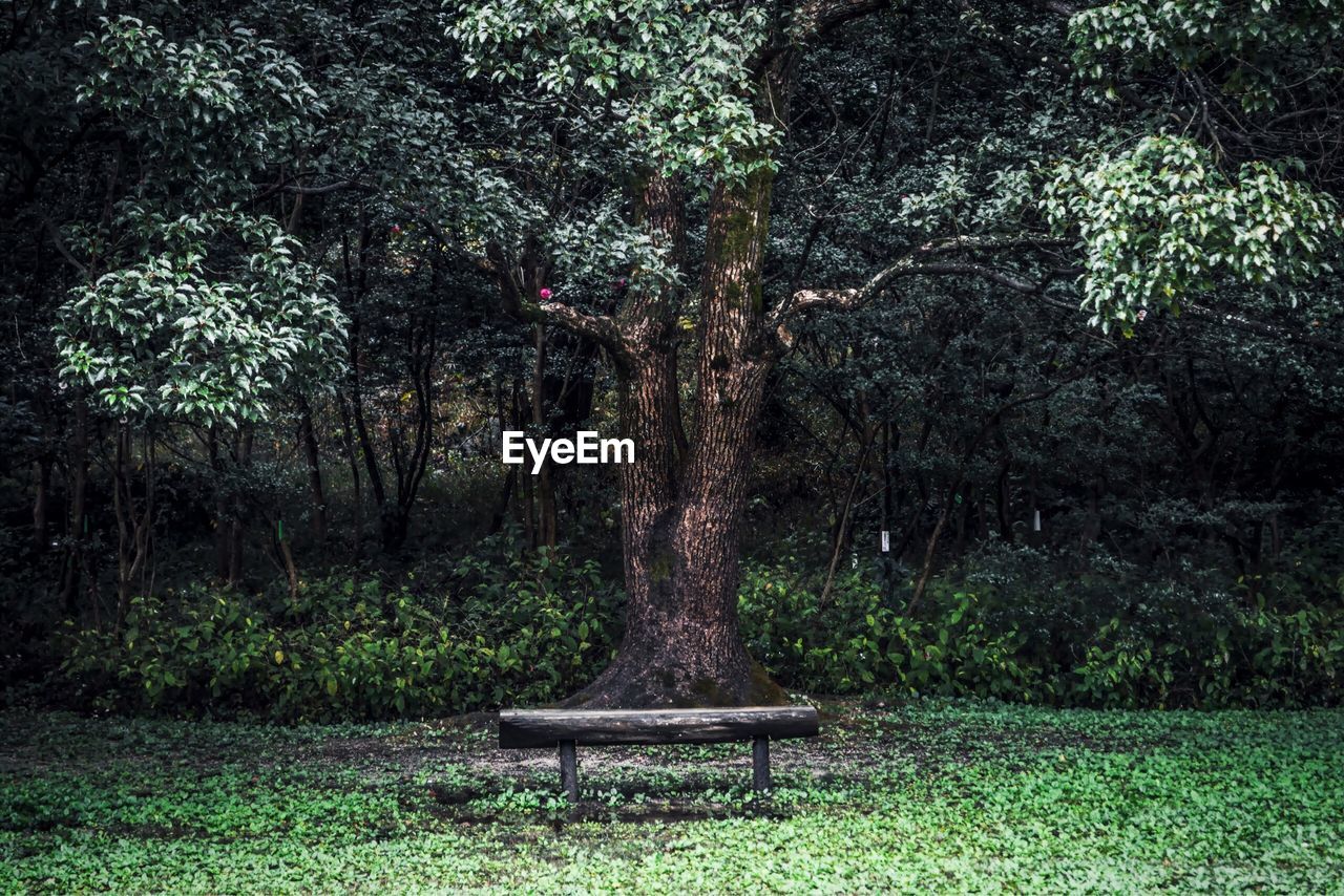 TREES ON GRASSY FIELD