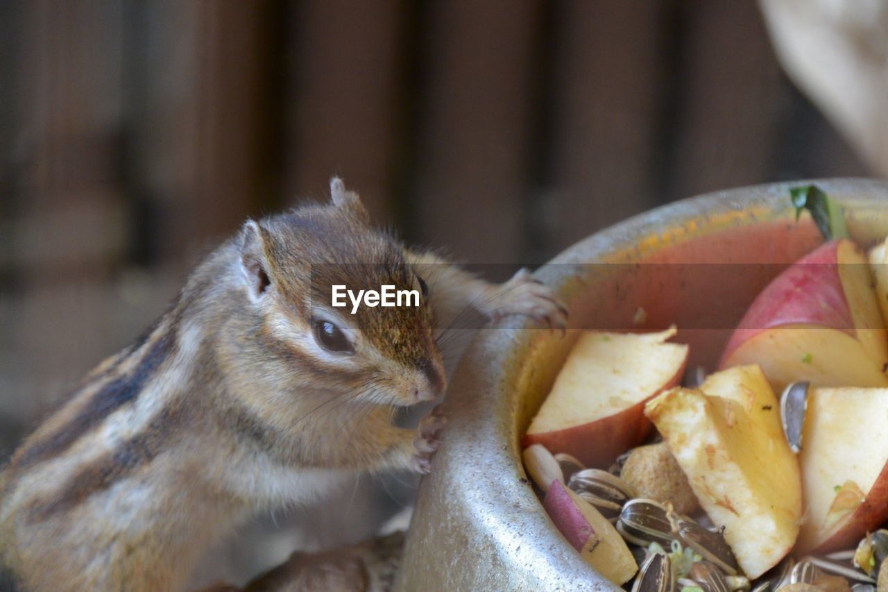 CLOSE-UP OF SQUIRREL EATING FOOD IN A PLATE