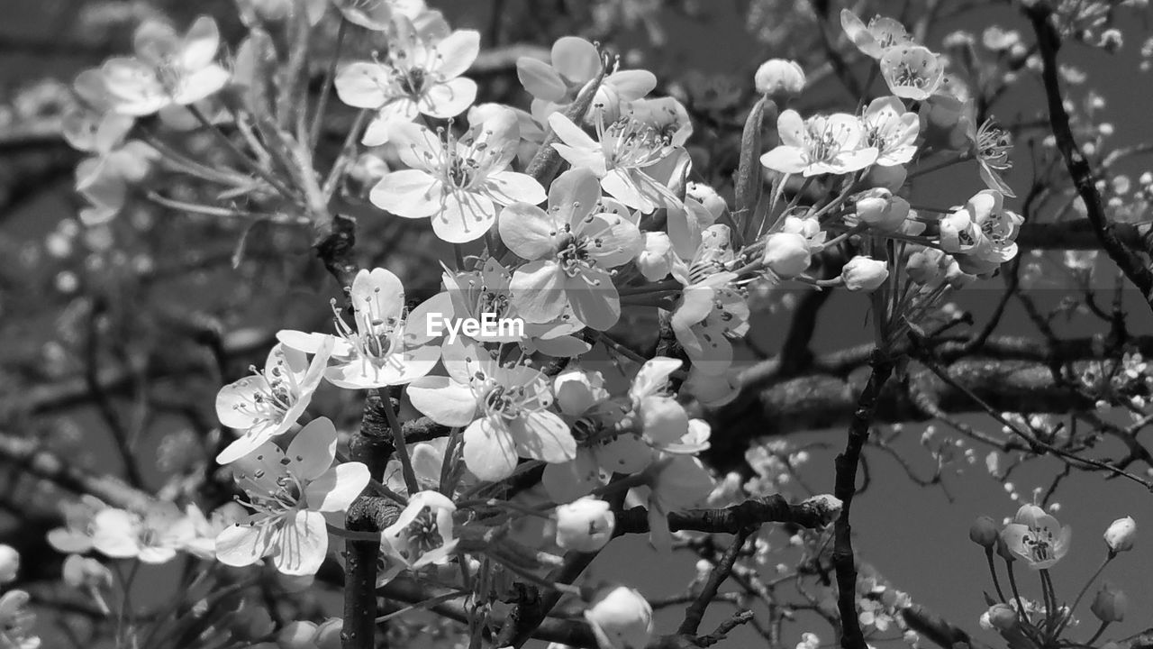 CLOSE-UP OF FLOWERS AND LEAVES