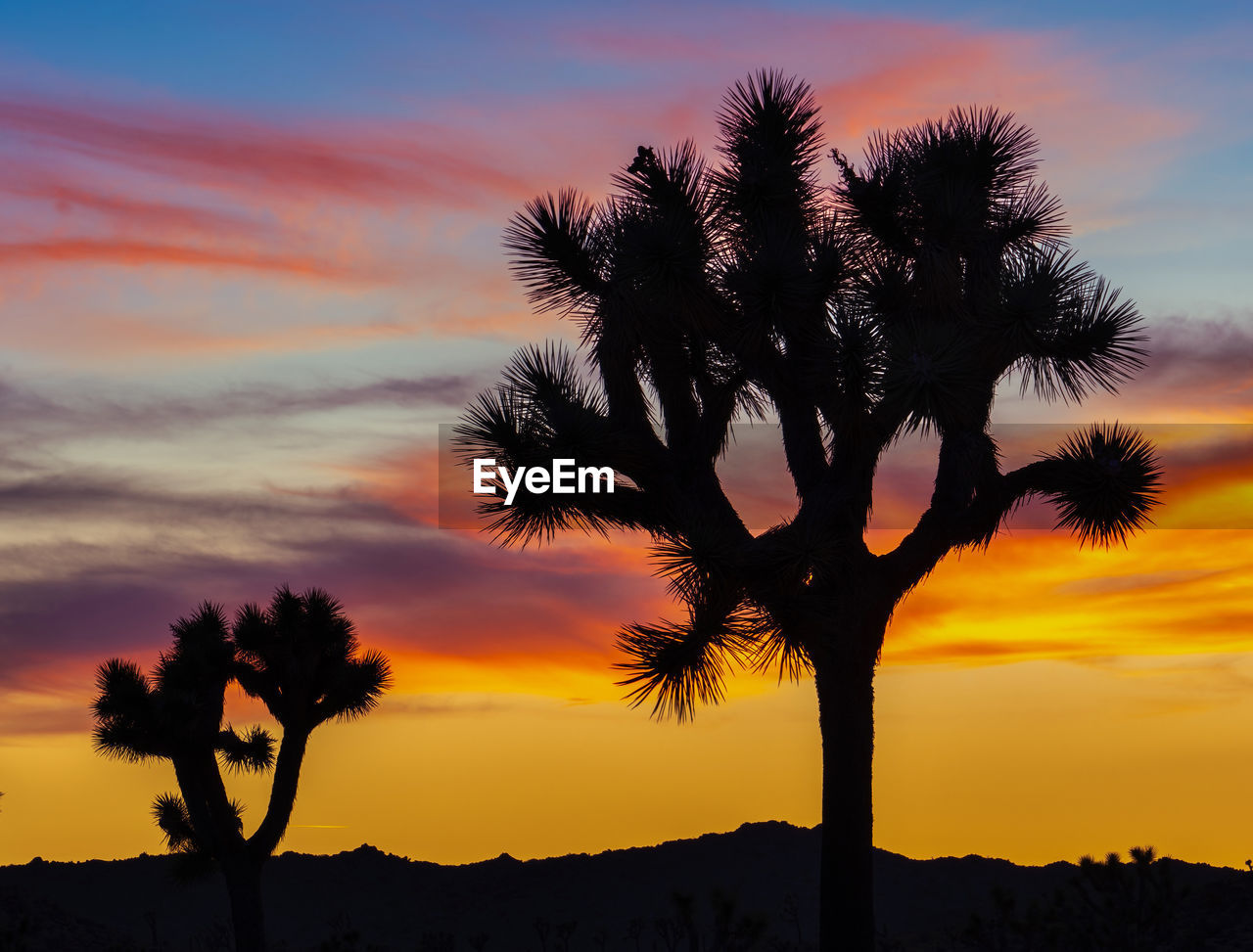 SILHOUETTE OF TREE AT SUNSET