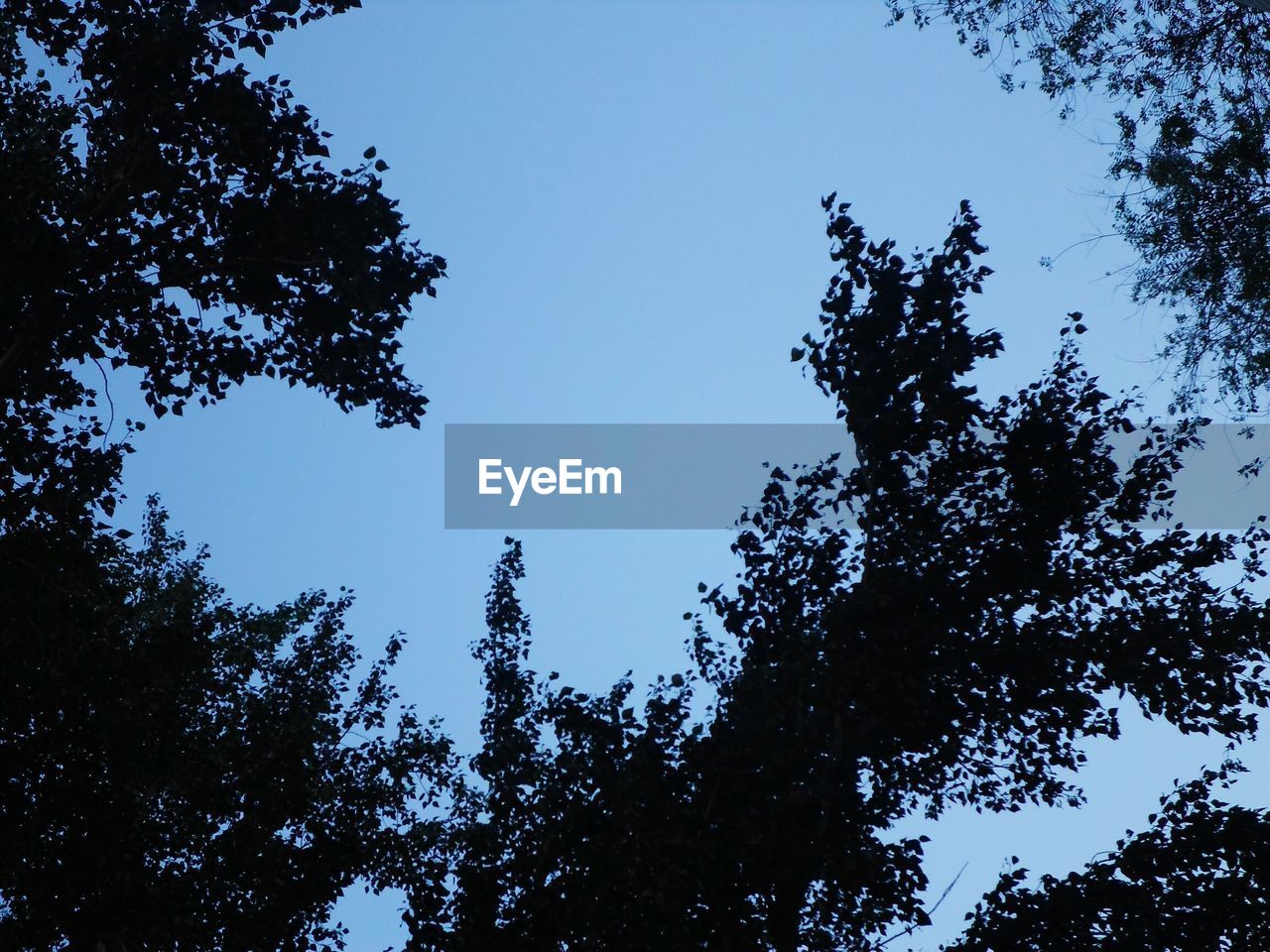 LOW ANGLE VIEW OF TREES AGAINST BLUE SKY