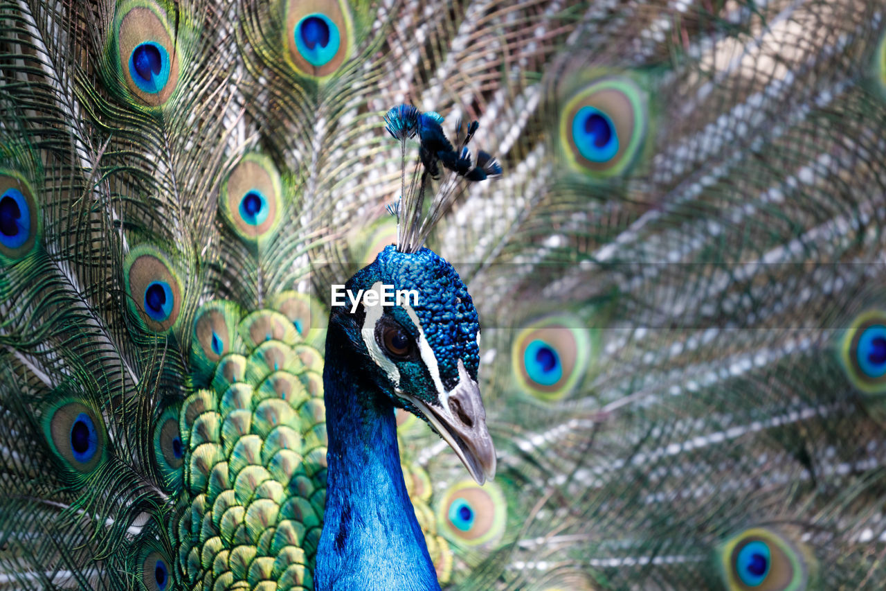 FULL FRAME SHOT OF PEACOCK WITH FEATHERS