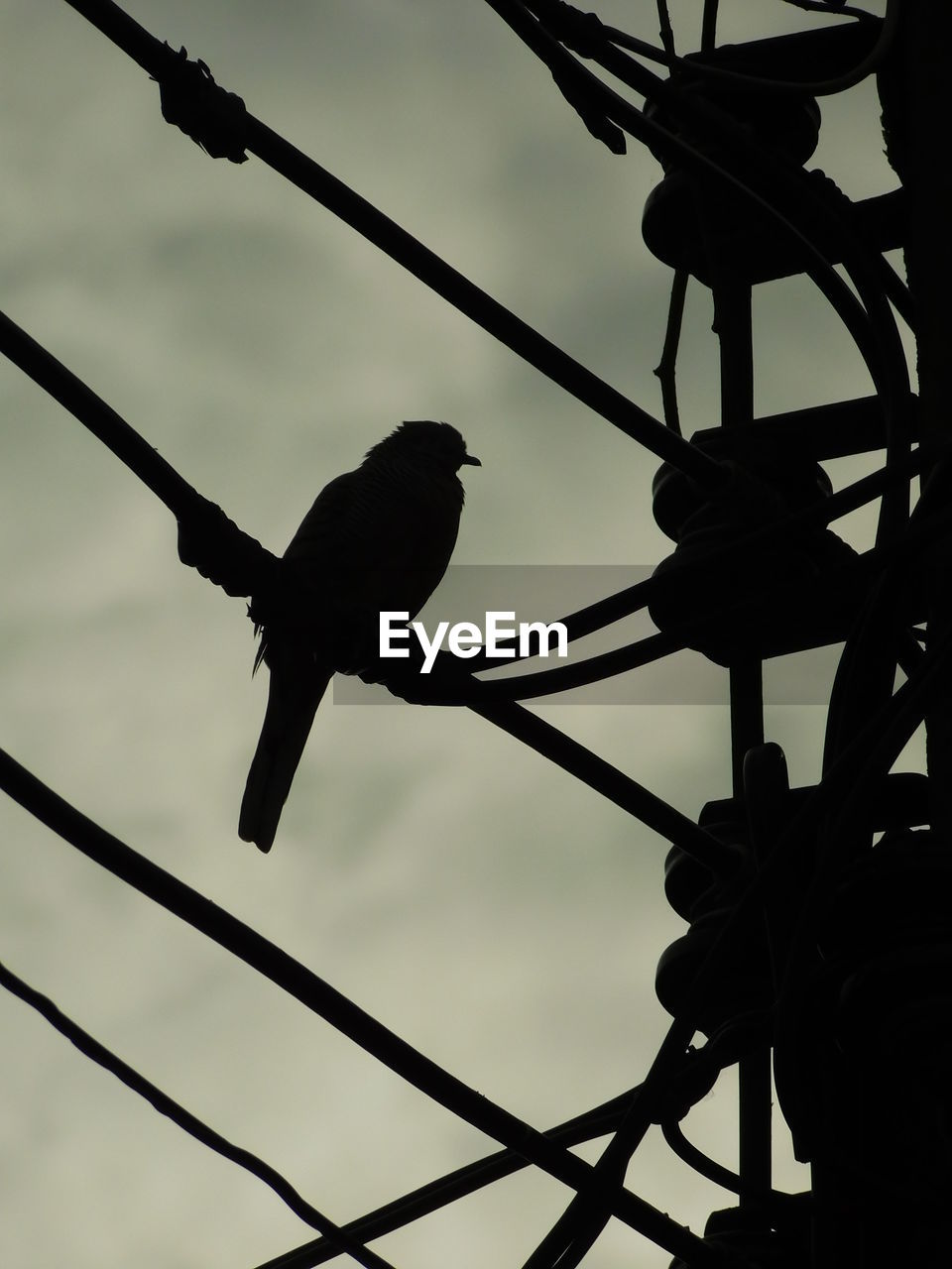 LOW ANGLE VIEW OF BIRD PERCHING ON A FENCE