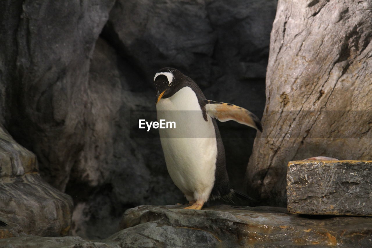 Penguin against rocks