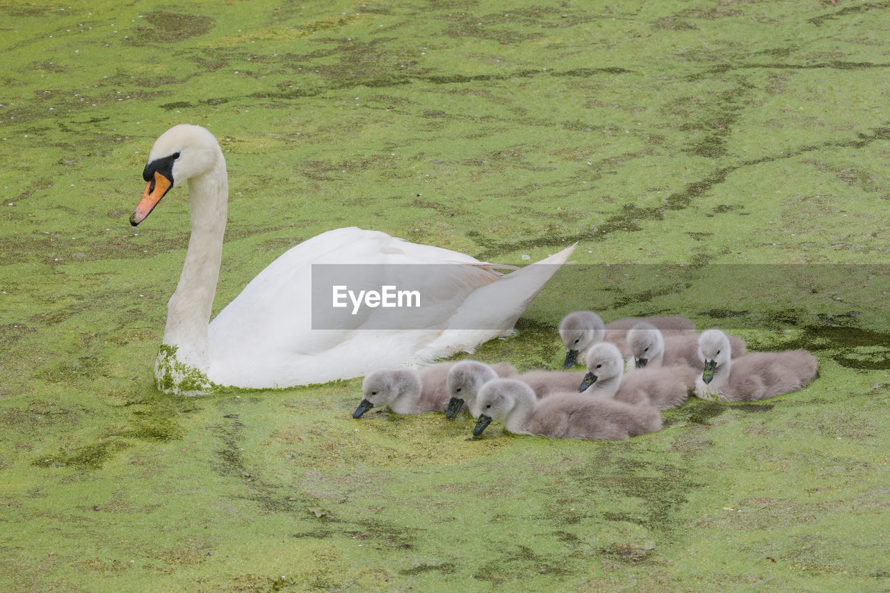 Close-up of mute swan with cygnets in pond