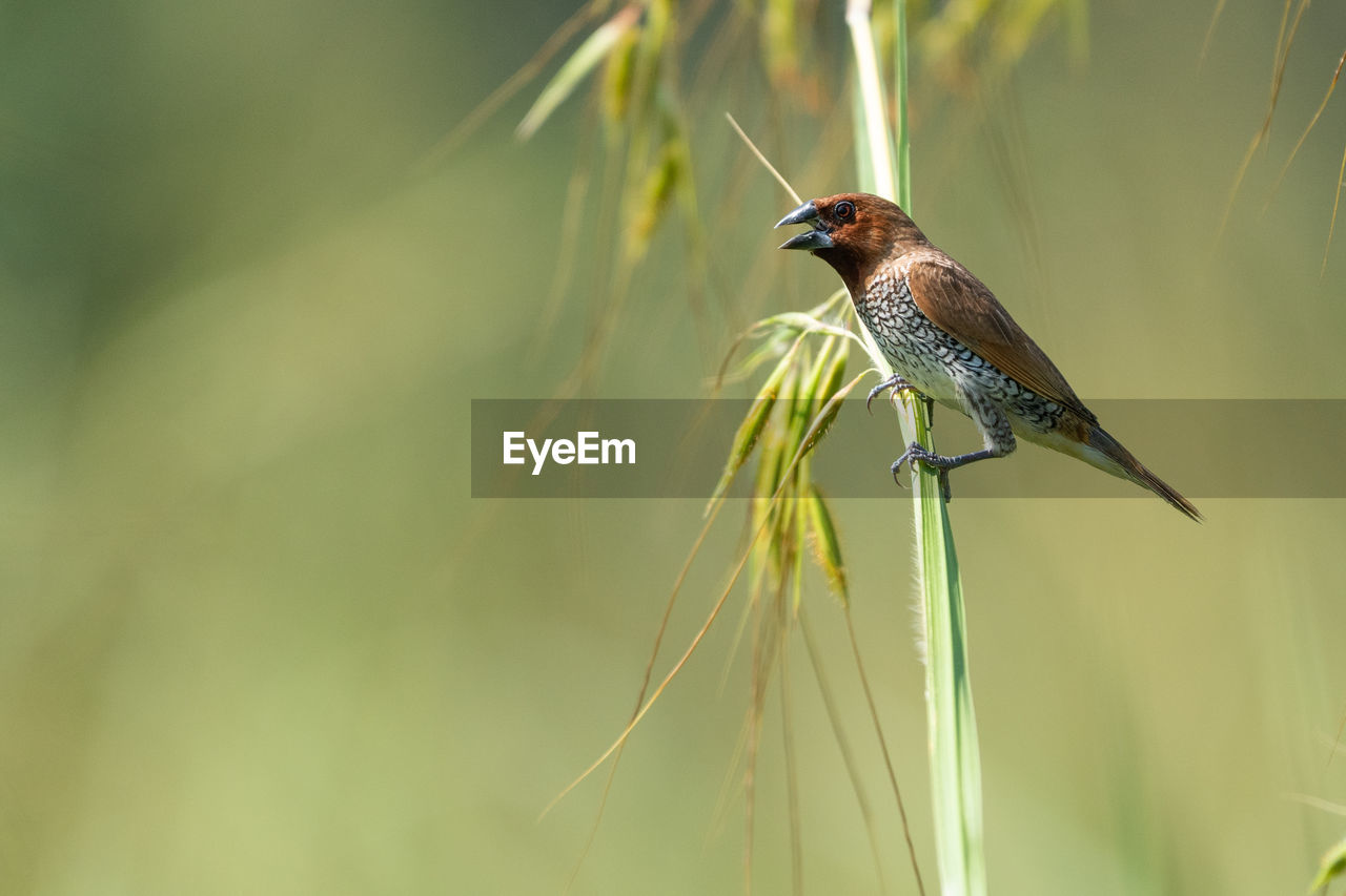A scaly breasted munia on perched on a stalk of grass in the bright sunlight.