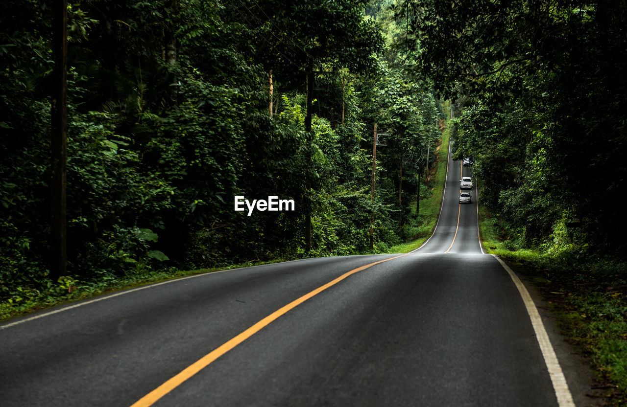 ROAD IN FOREST