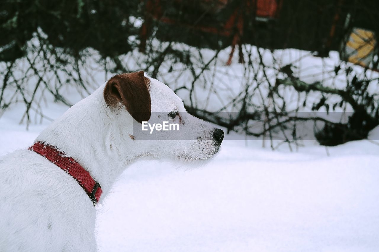 Close-up of parson russell terrier on snowcapped field during winter