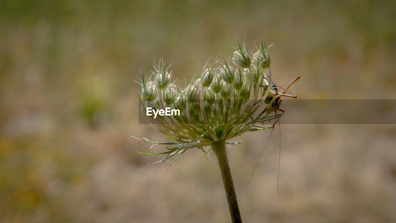 CLOSE-UP OF RED FLOWERING PLANT