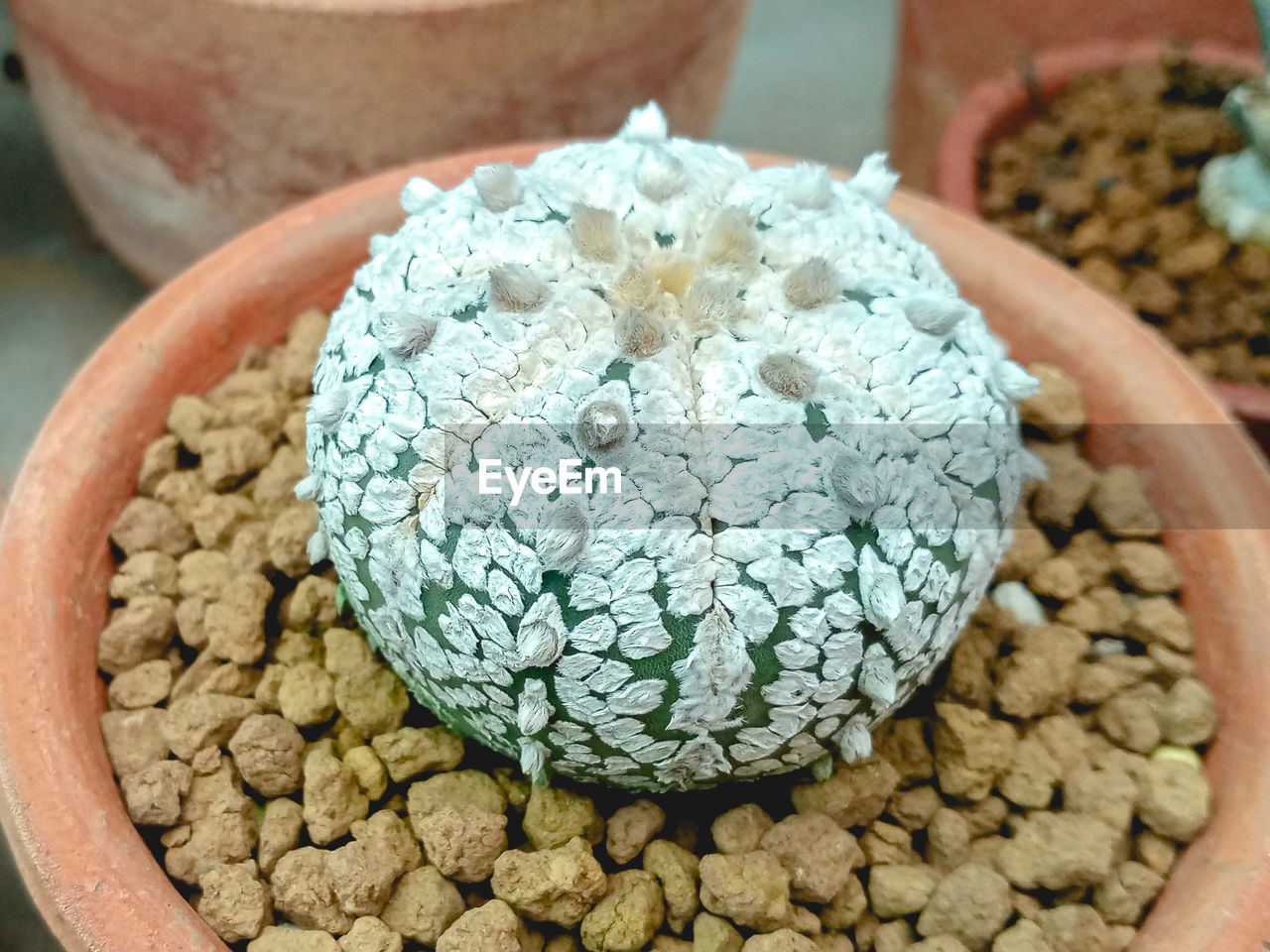 plant, close-up, food, nature, food and drink, no people, flower, focus on foreground, cactus, high angle view, day, outdoors