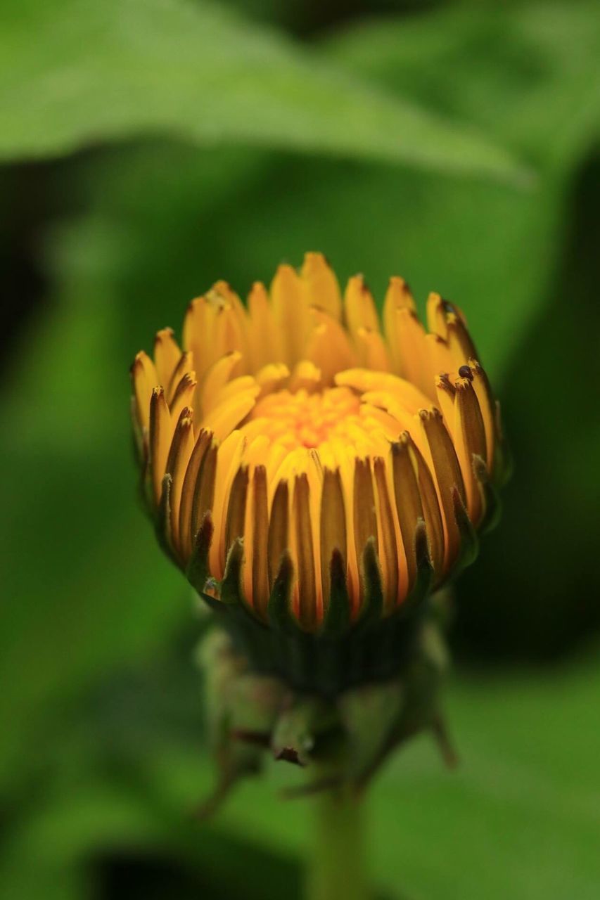CLOSE-UP OF FLOWER AGAINST BLURRED BACKGROUND