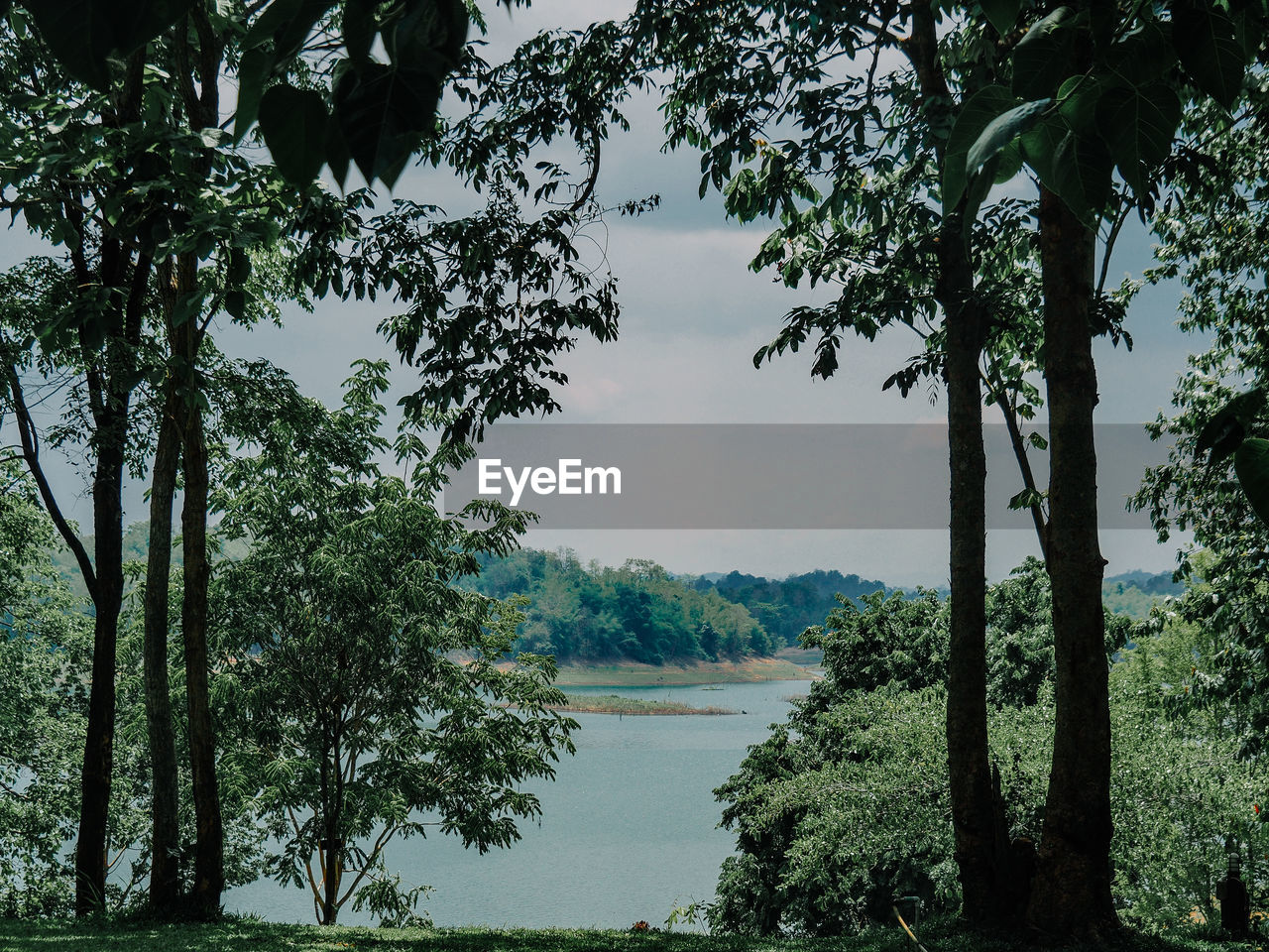 Trees by lake in forest against sky