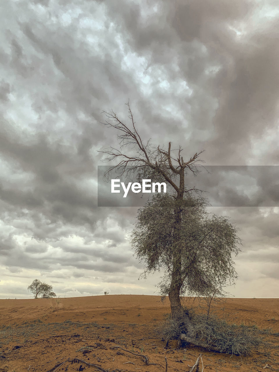 Bare tree on field against sky