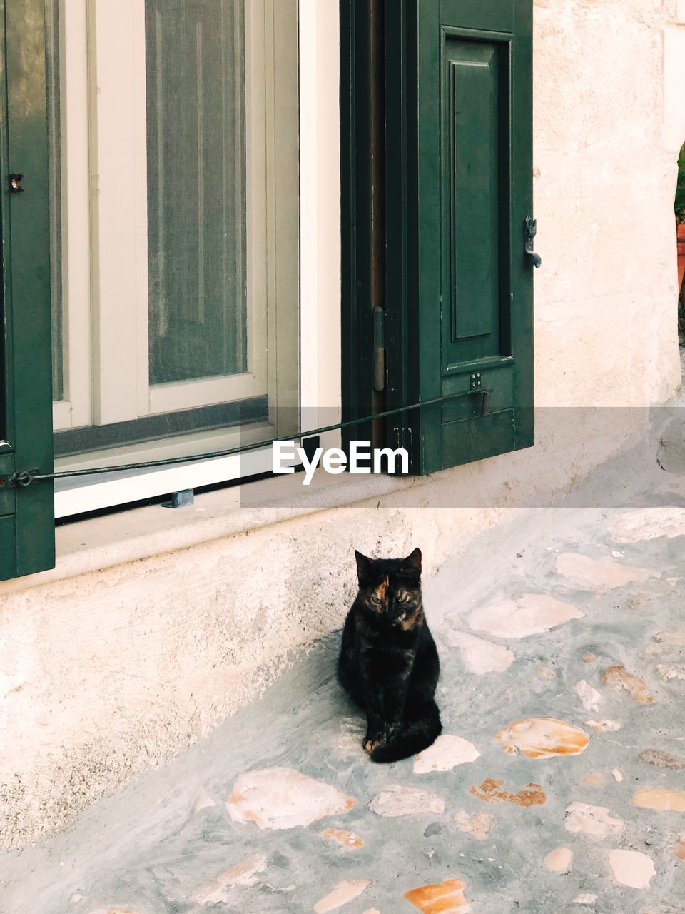 PORTRAIT OF A CAT ON WINDOW