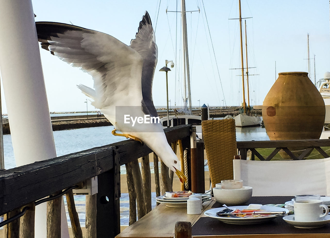 Side view of seagull stealing food from table