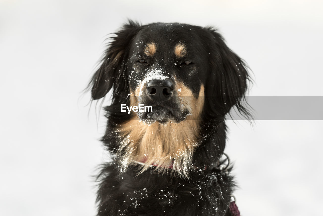 CLOSE-UP PORTRAIT OF WET DOG AGAINST SKY