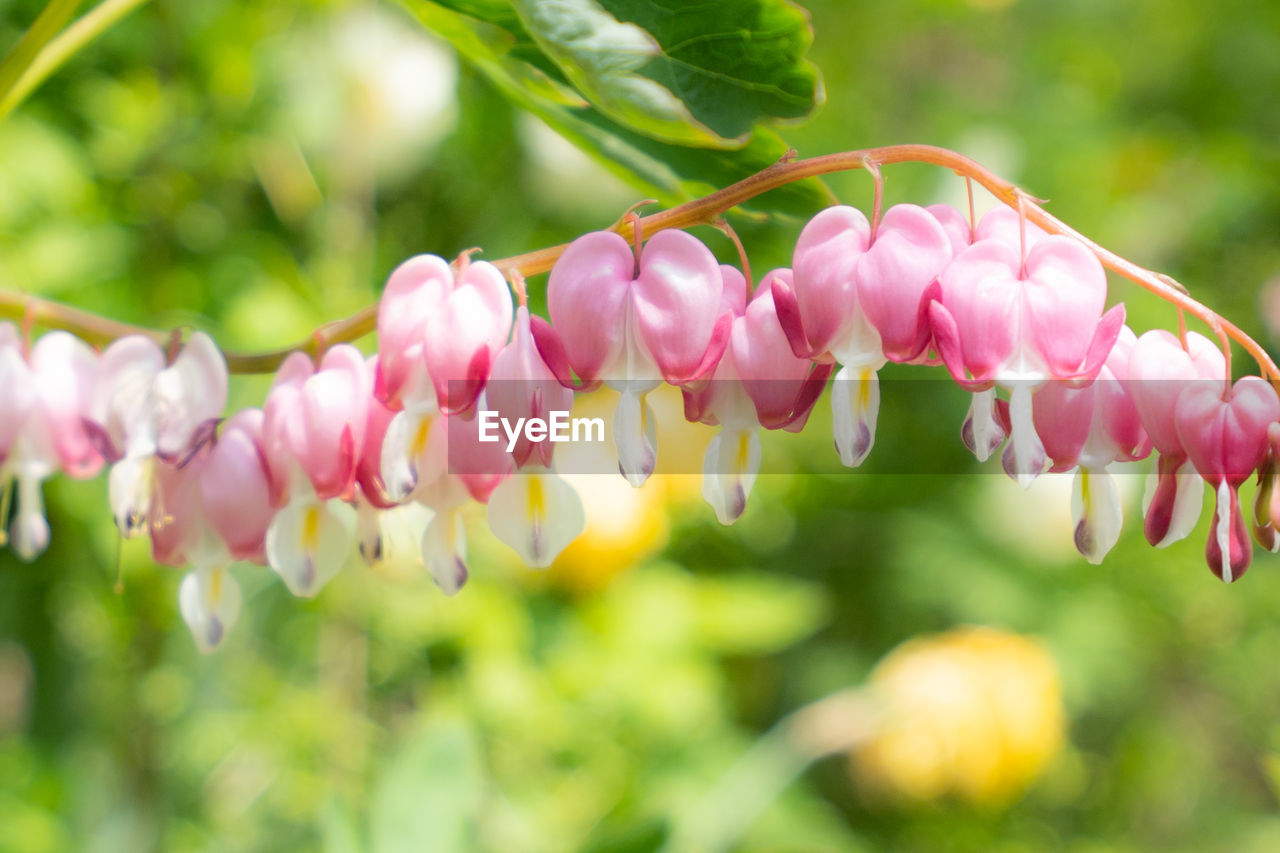 Close-up of pink flowering plants