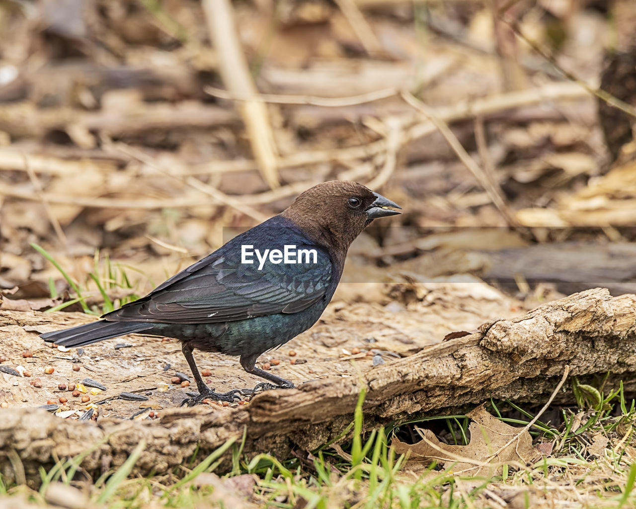 CLOSE-UP OF A BIRD PERCHING ON A FIELD