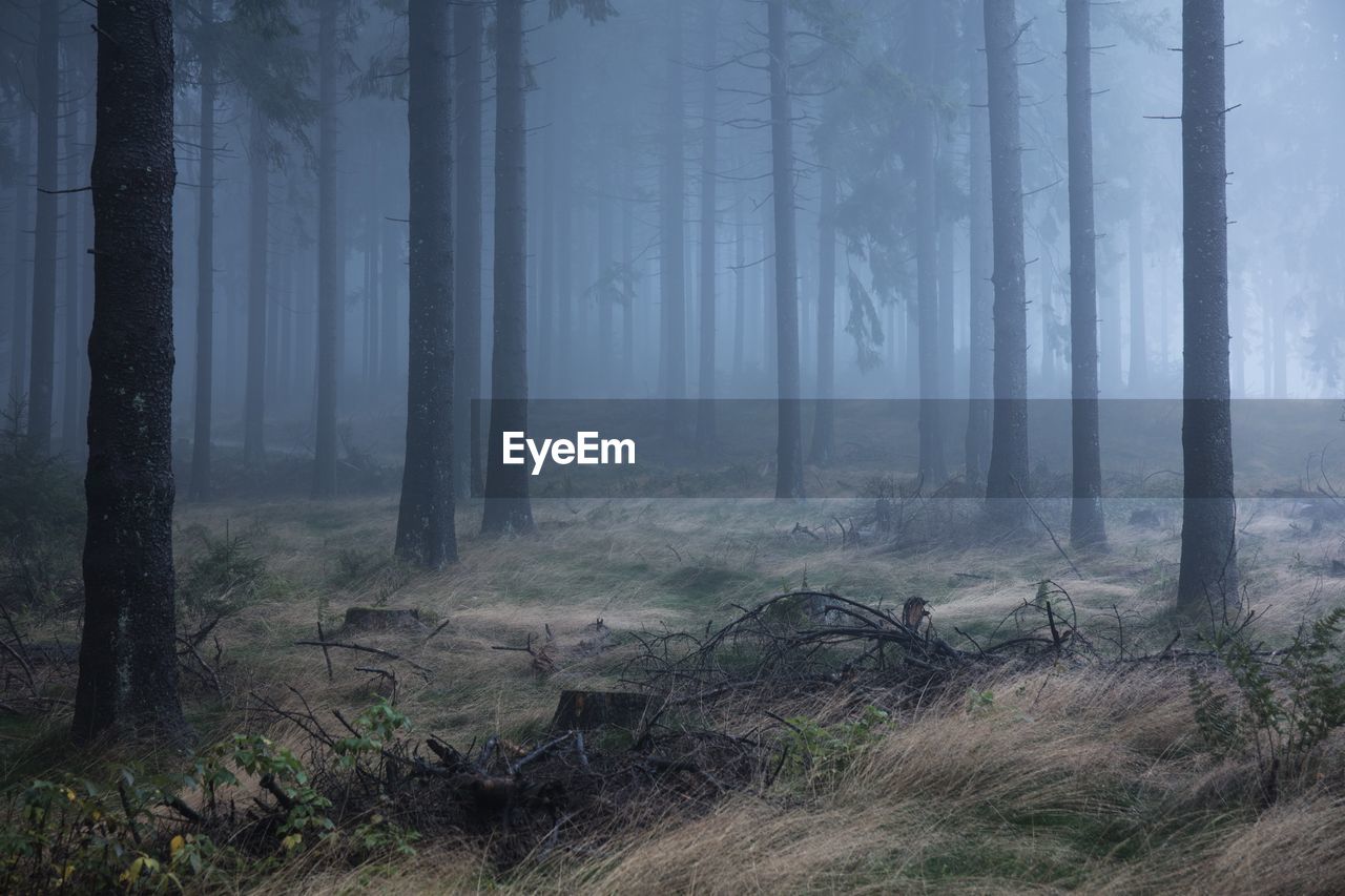 VIEW OF PINE TREES IN FOREST