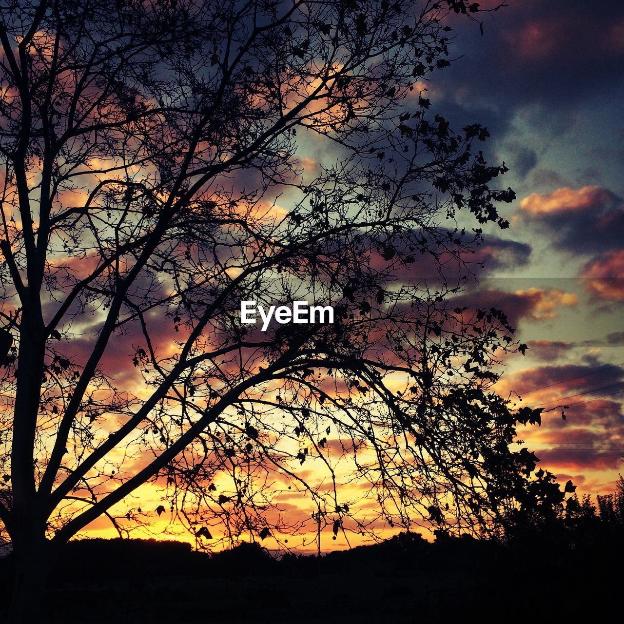 Low angle view of silhouette tree on field against cloudy sky at sunset