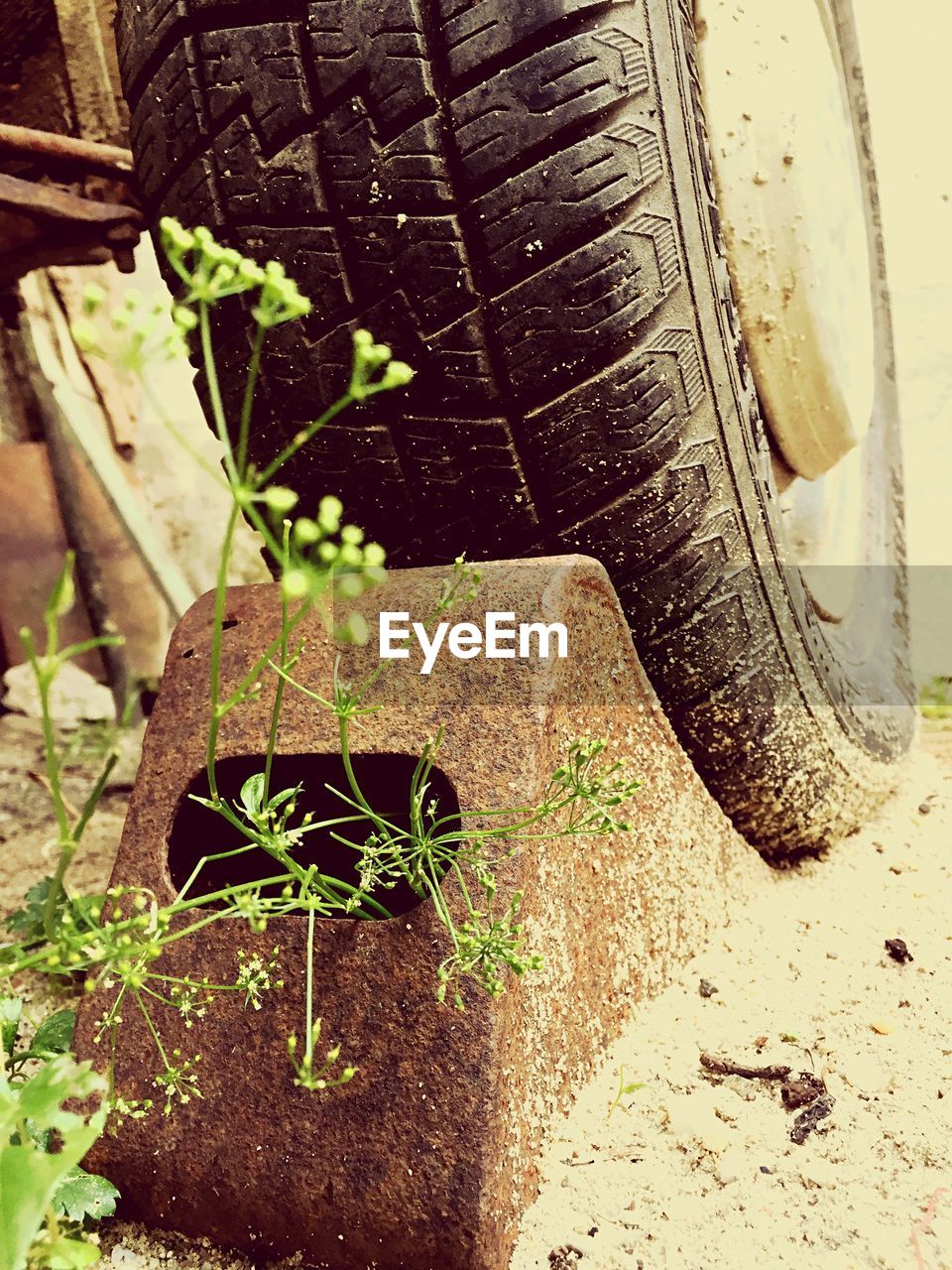 CLOSE-UP OF PLANTS