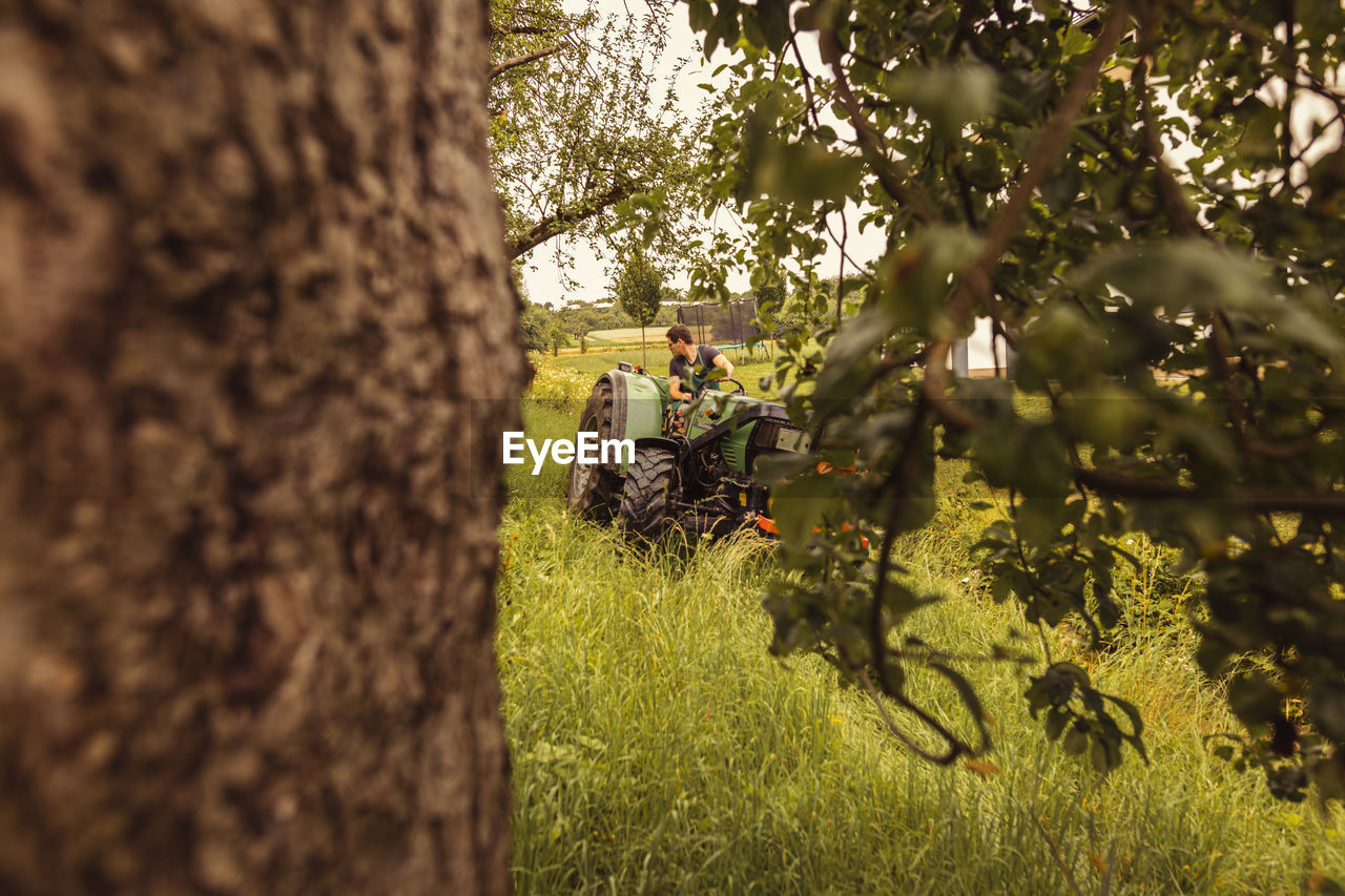 Man on tractor in cherry orchard