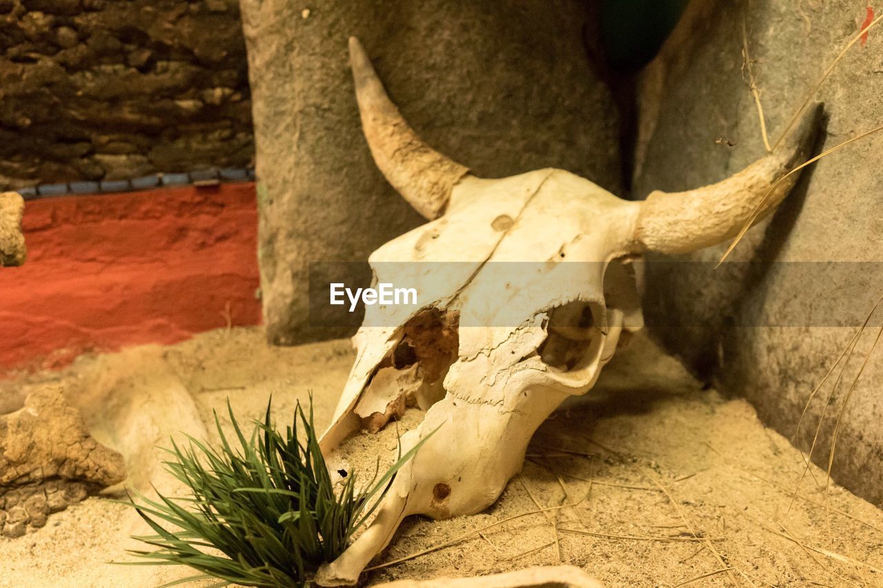 Close-up of animal skull