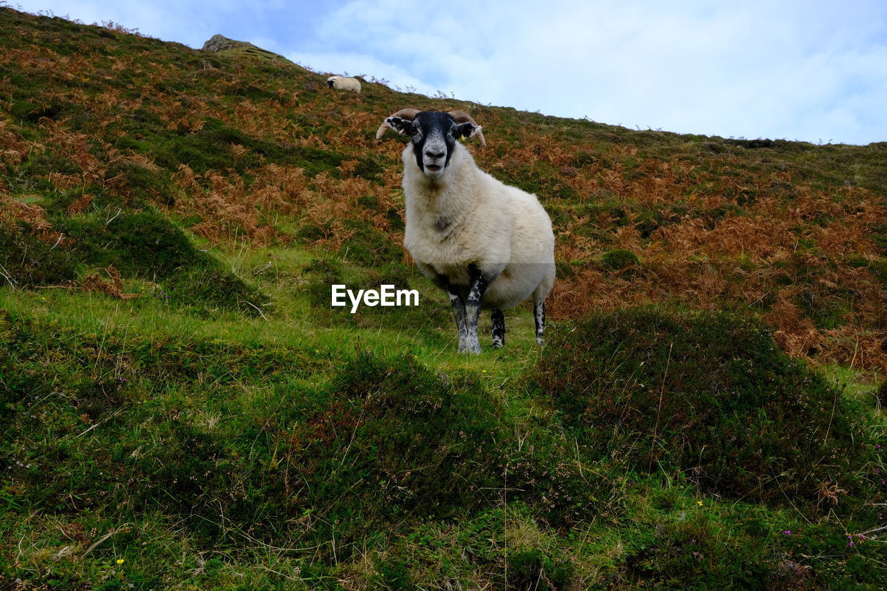 SHEEP STANDING ON FIELD