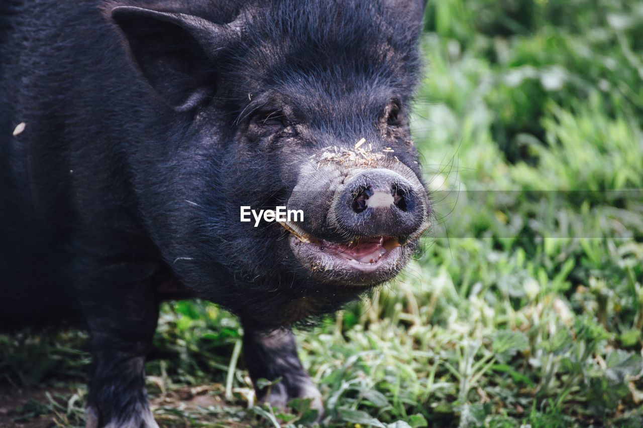 Close-up of black boar