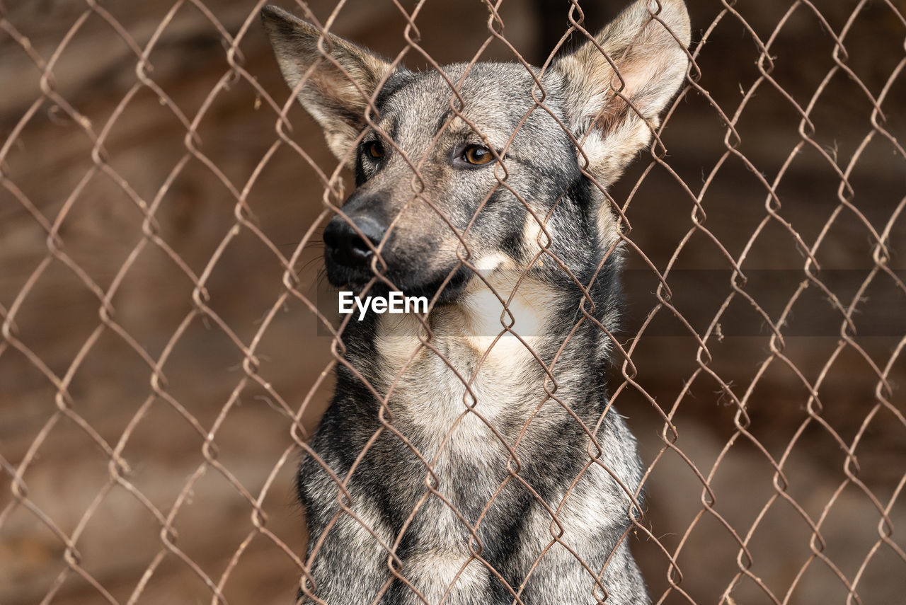 CLOSE-UP OF AN ANIMAL BEHIND FENCE