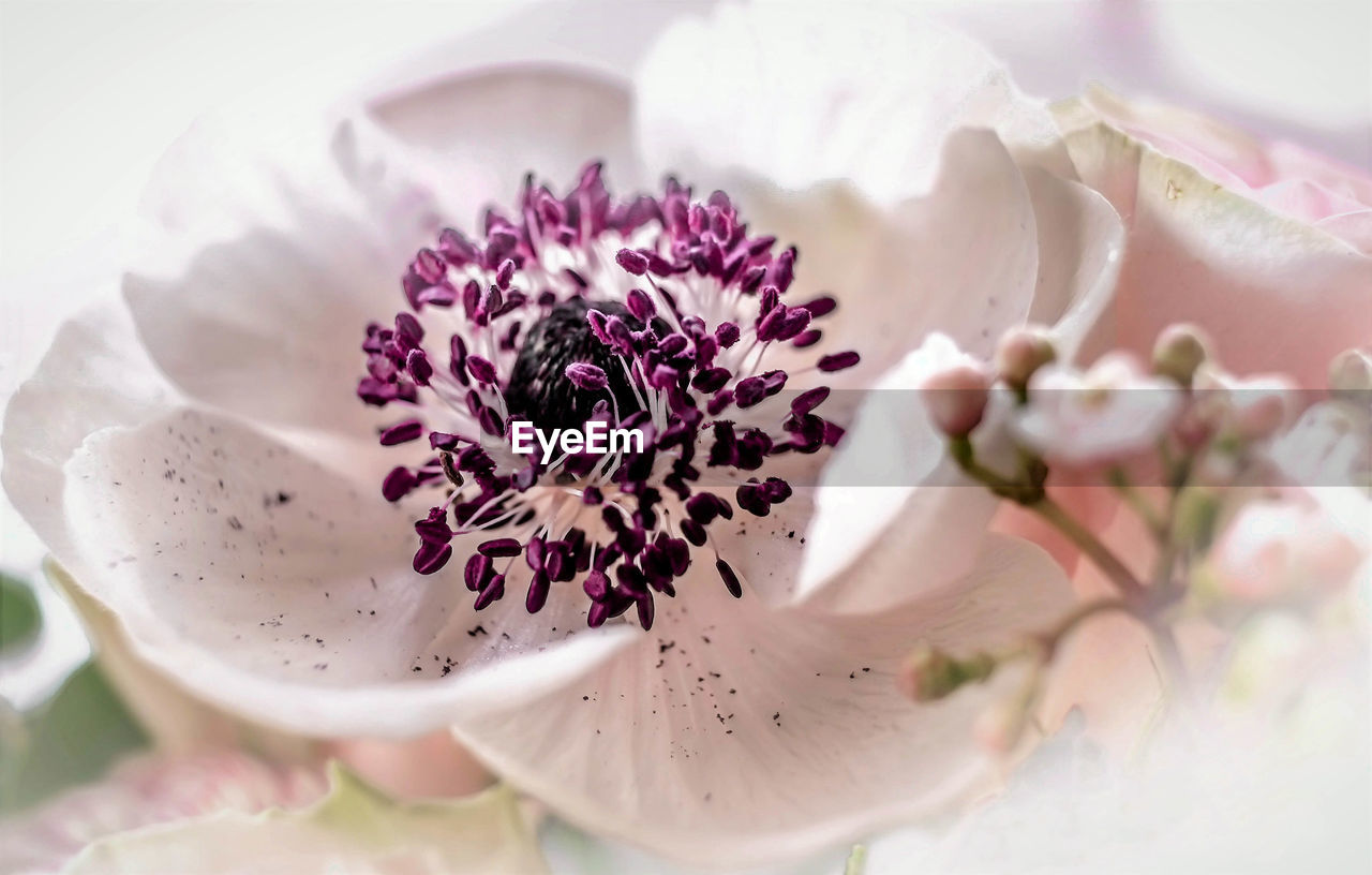 Close-up of fresh pink flowers blooming outdoors