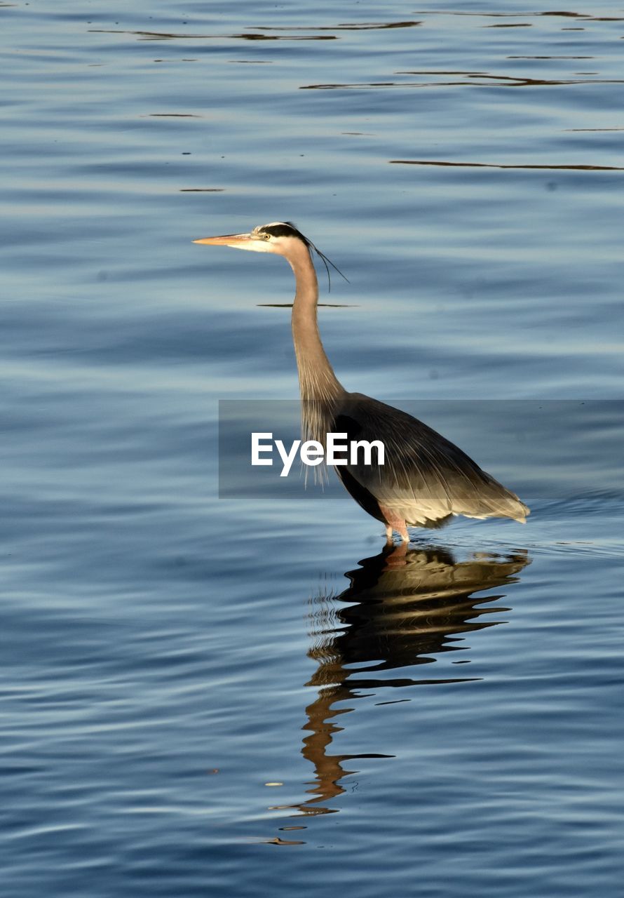 VIEW OF DUCK IN LAKE